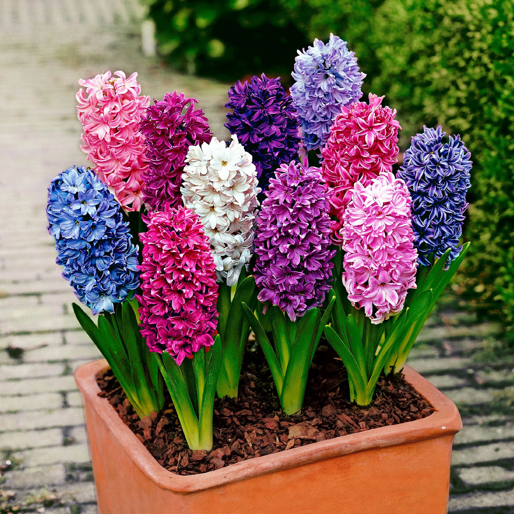10 Jacinthe 'The Biggest' Mélange de couleurs