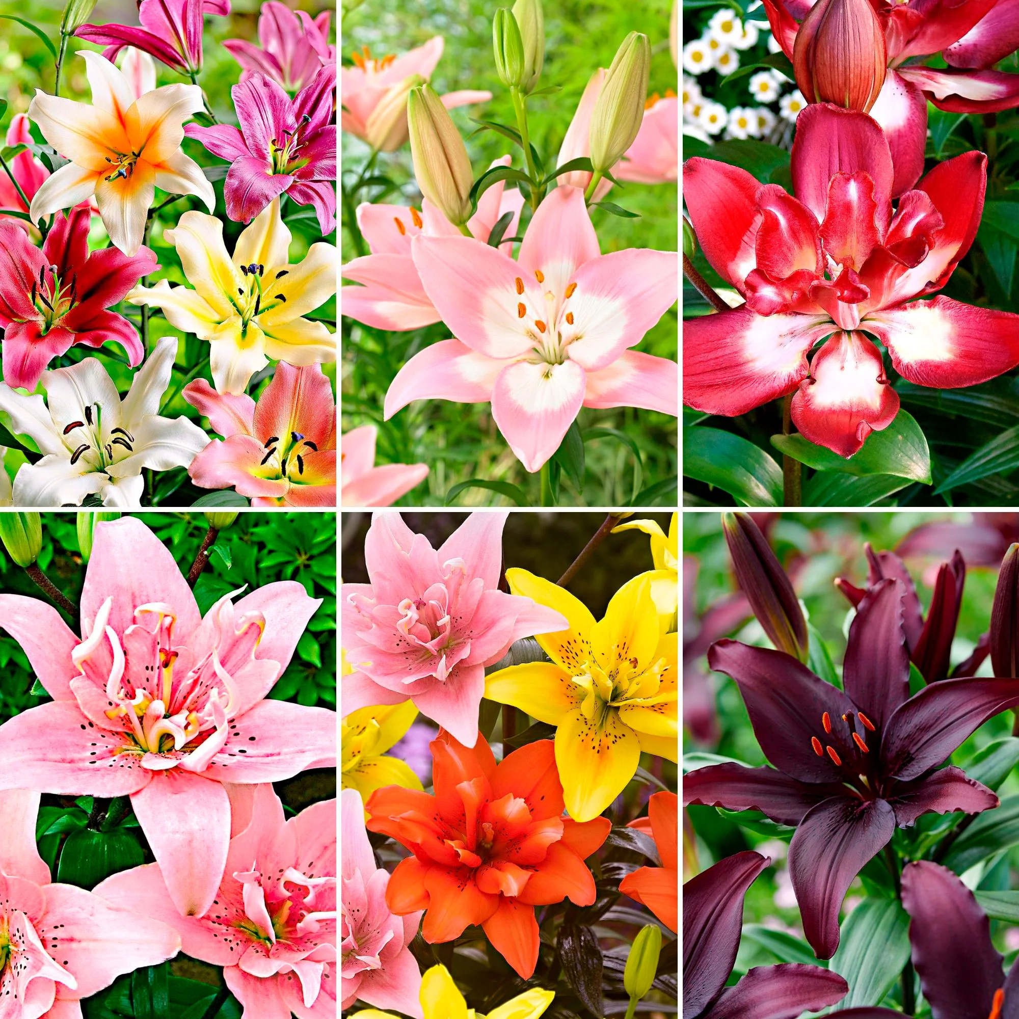 100+ Lys Lilium 'Asian Lilies' Mélange de couleurs