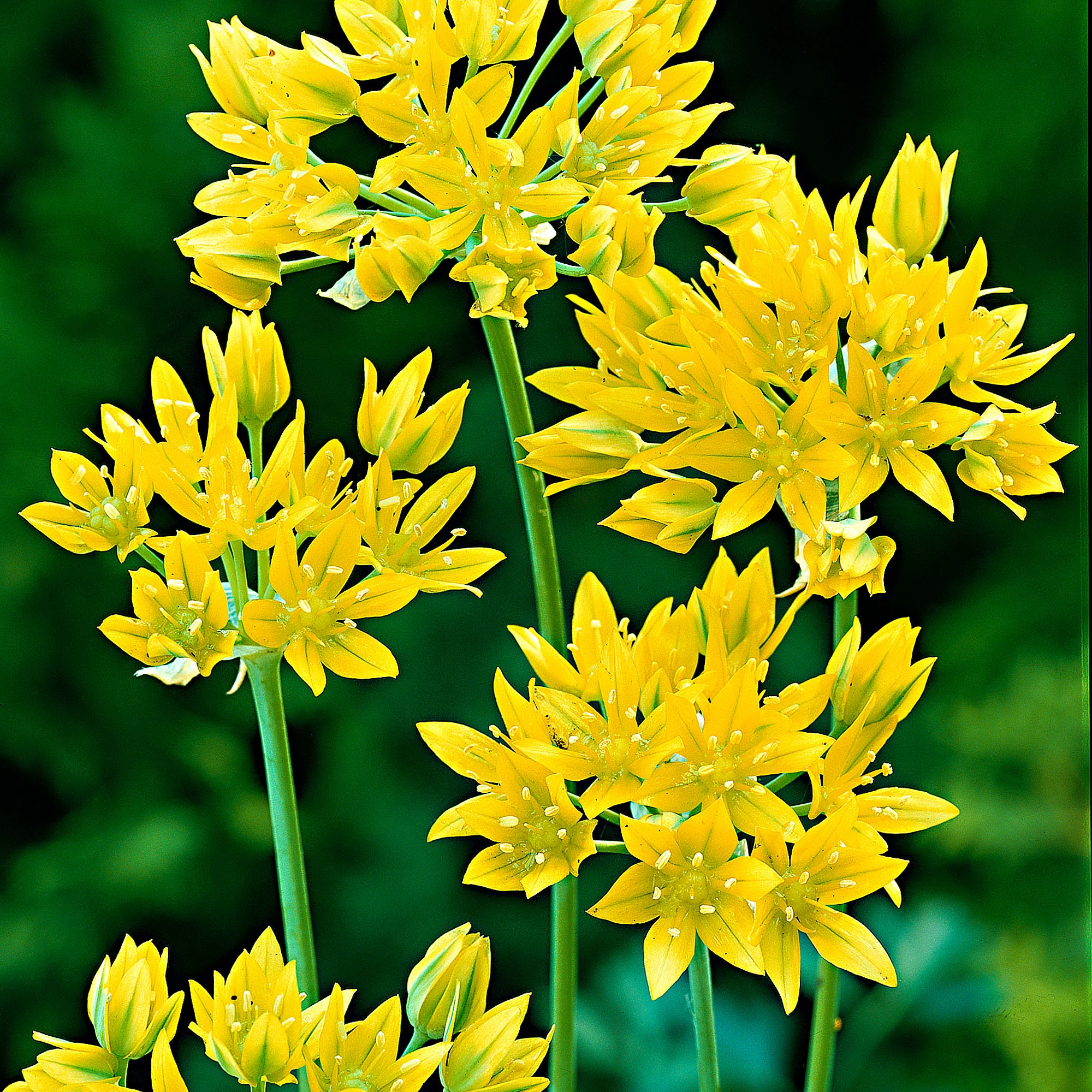100x Allium moly Jaune - Image 3