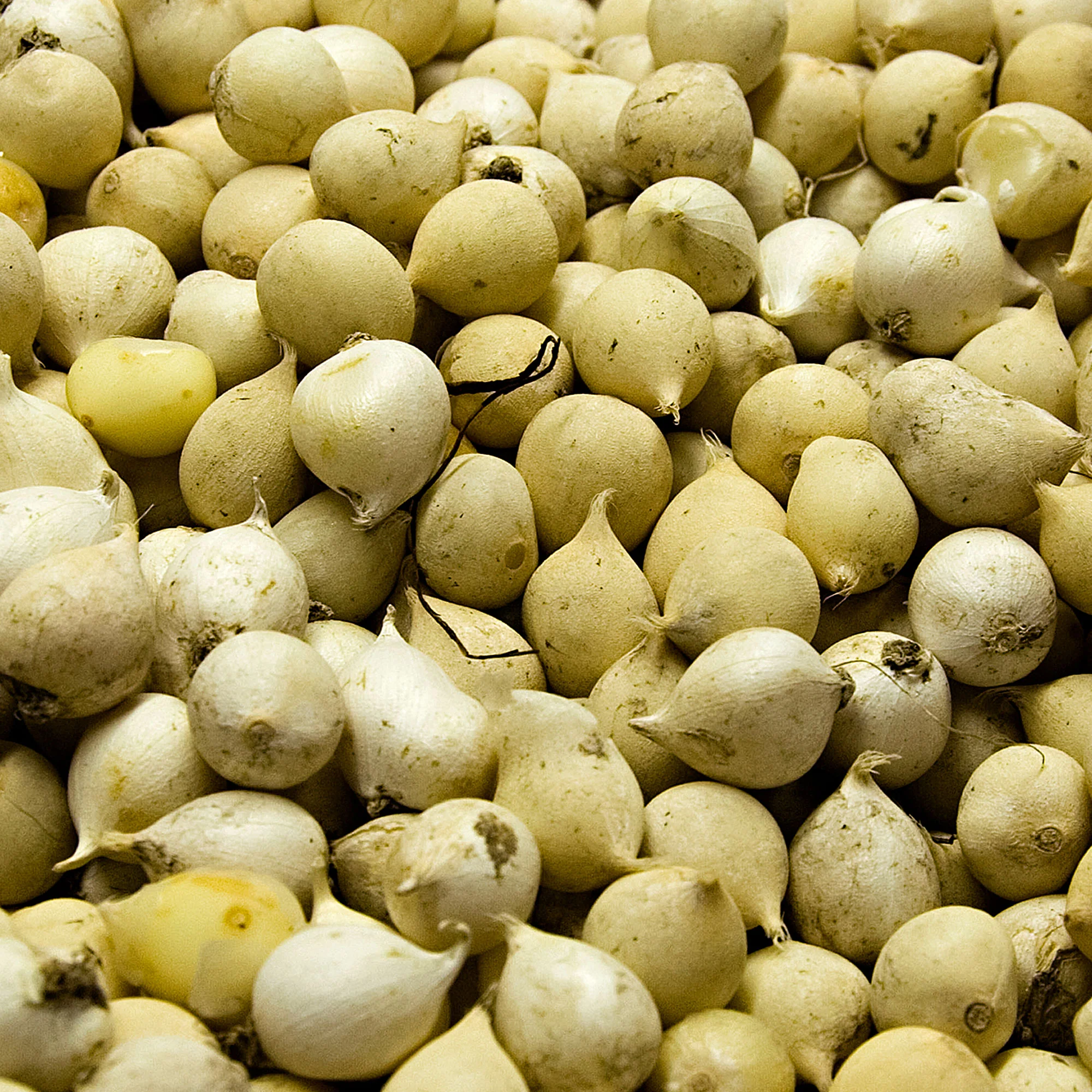 100x Allium moly Jaune - Image 4