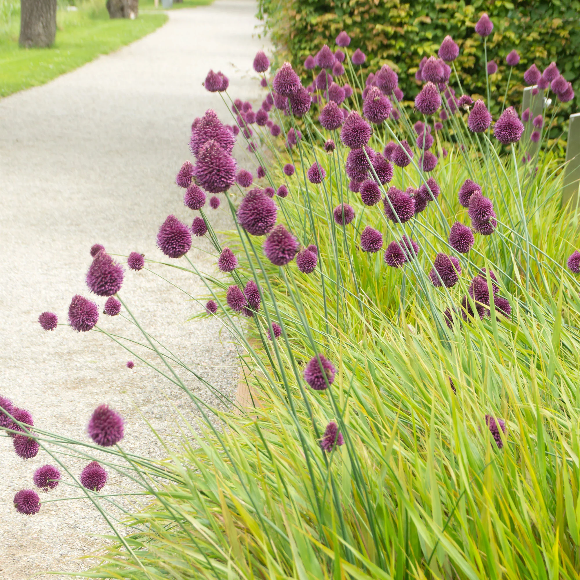 100x Allium sphaerocephalon Rose - Image 2
