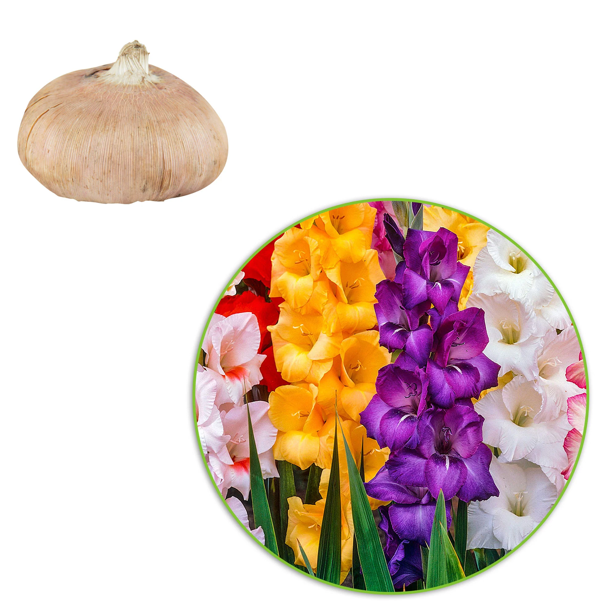 100x Glaïeul à grandes fleurs - Mélange mélange de couleurs - Image 2