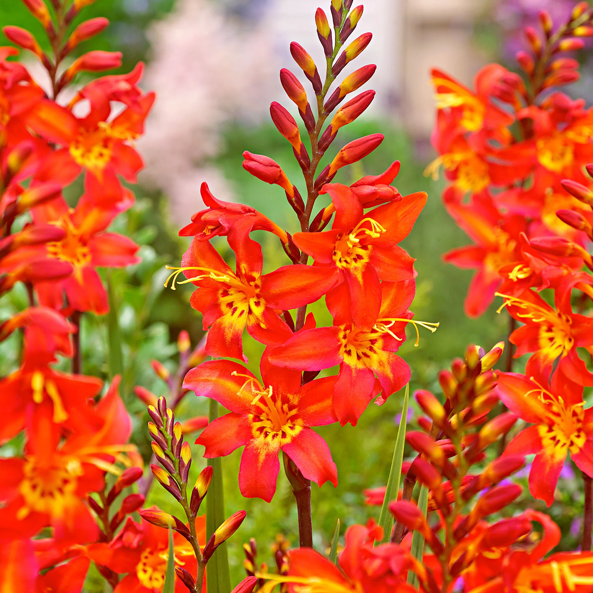 10x Crocosmia 'Prince of Orange' orangé-jaune - Image 2