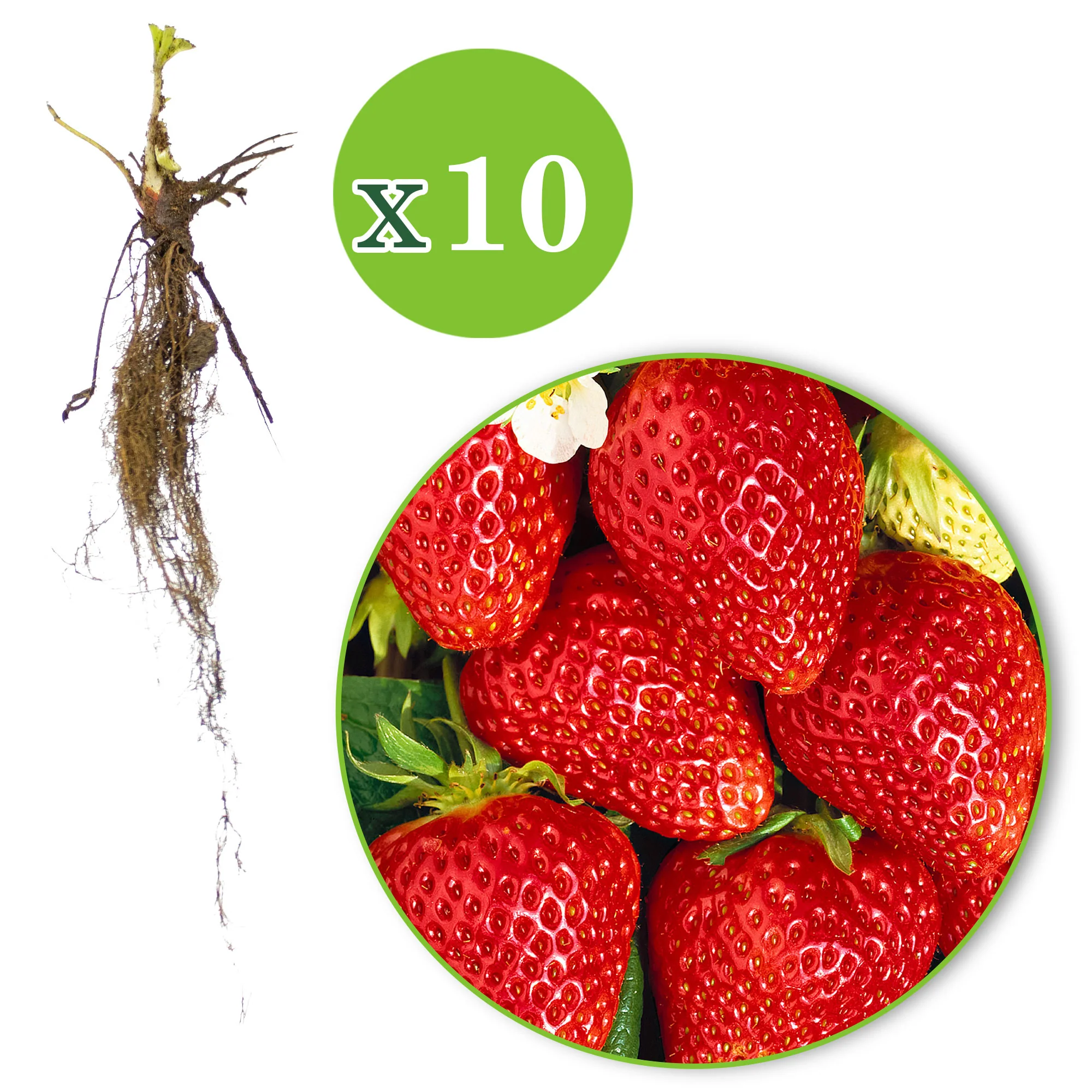 10x Fraise Fragaria 'Lambada' rouge - Plants à racines nues - Image 3