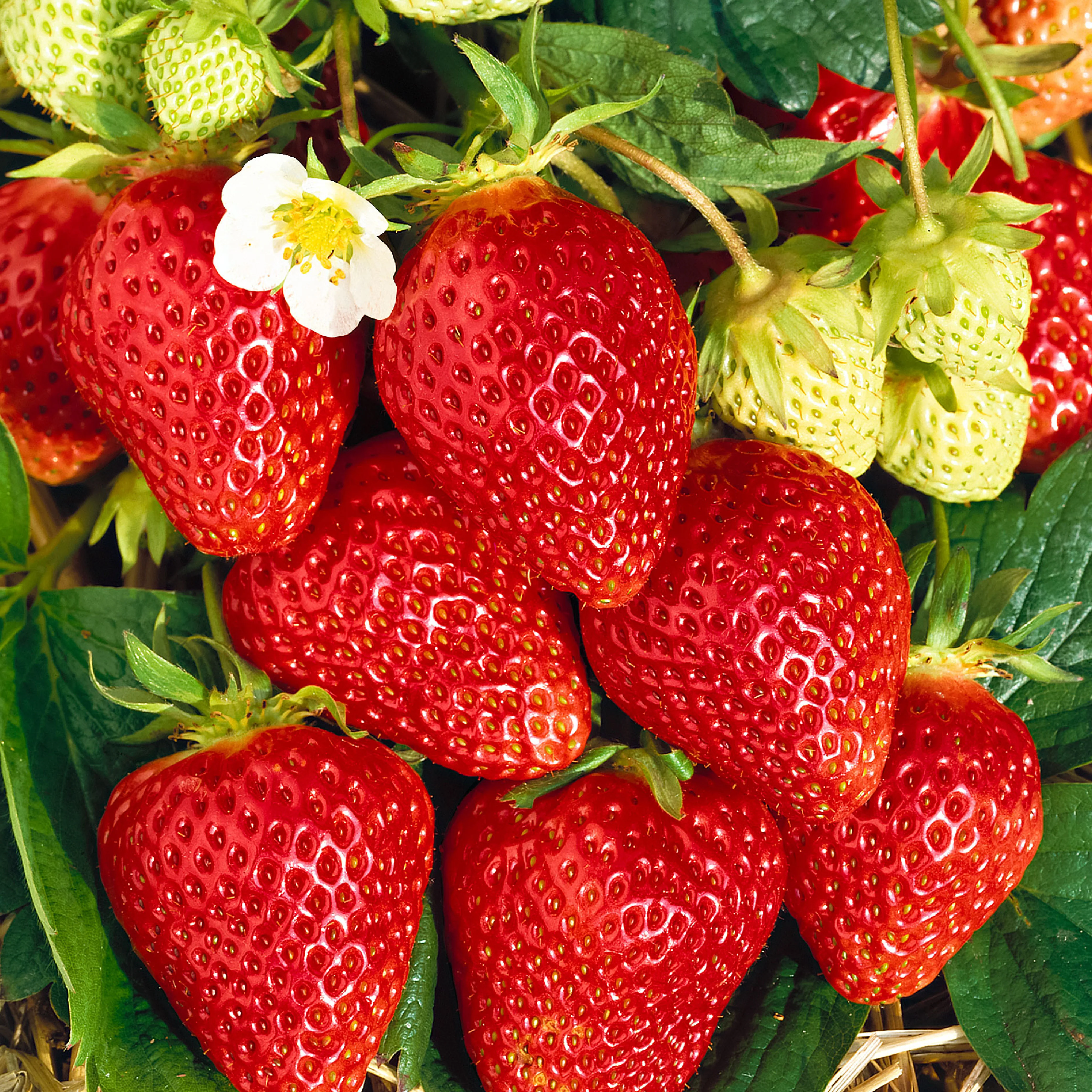 10x Fraise Fragaria 'Lambada' rouge - Plants à racines nues - Image 6