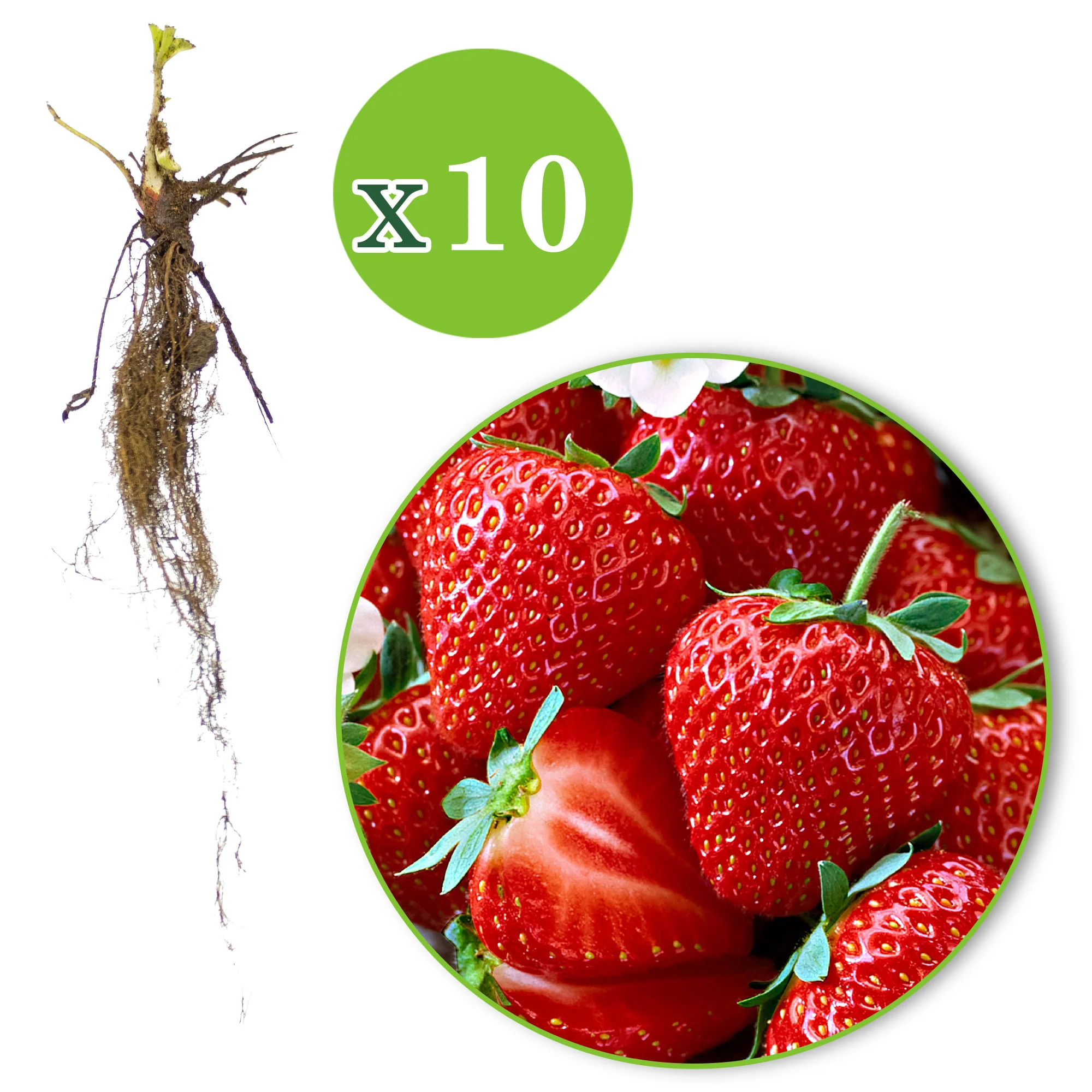 10x Fraise Fragaria 'Salsa' rouge - Plants à racines nues - Image 9