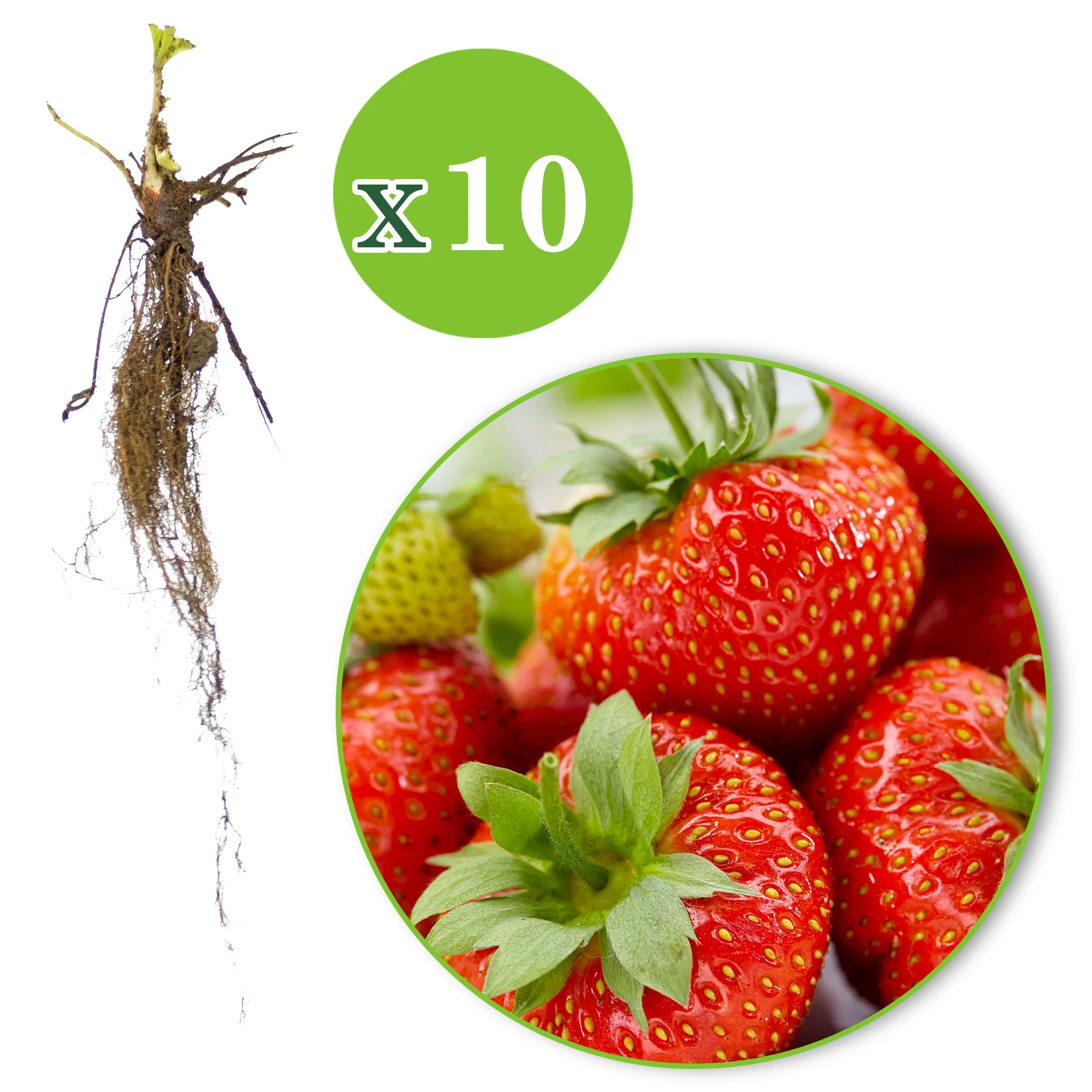 10x Fraise Fragaria 'Sonata' rouge - Plants à racines nues - Image 8