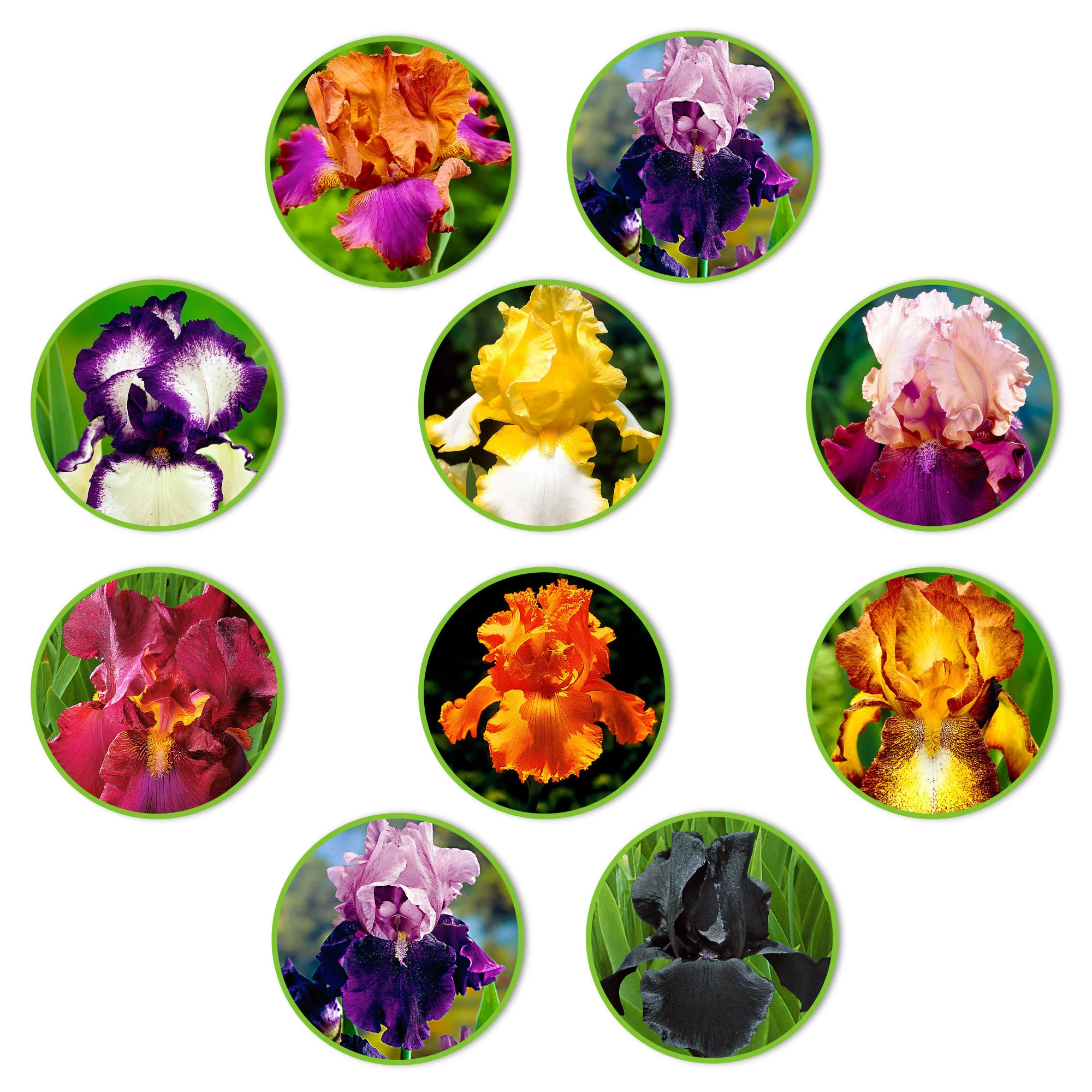 10x Iris germanica - Mélange ‘Flowertastic‘ - Racines nues - Image 2