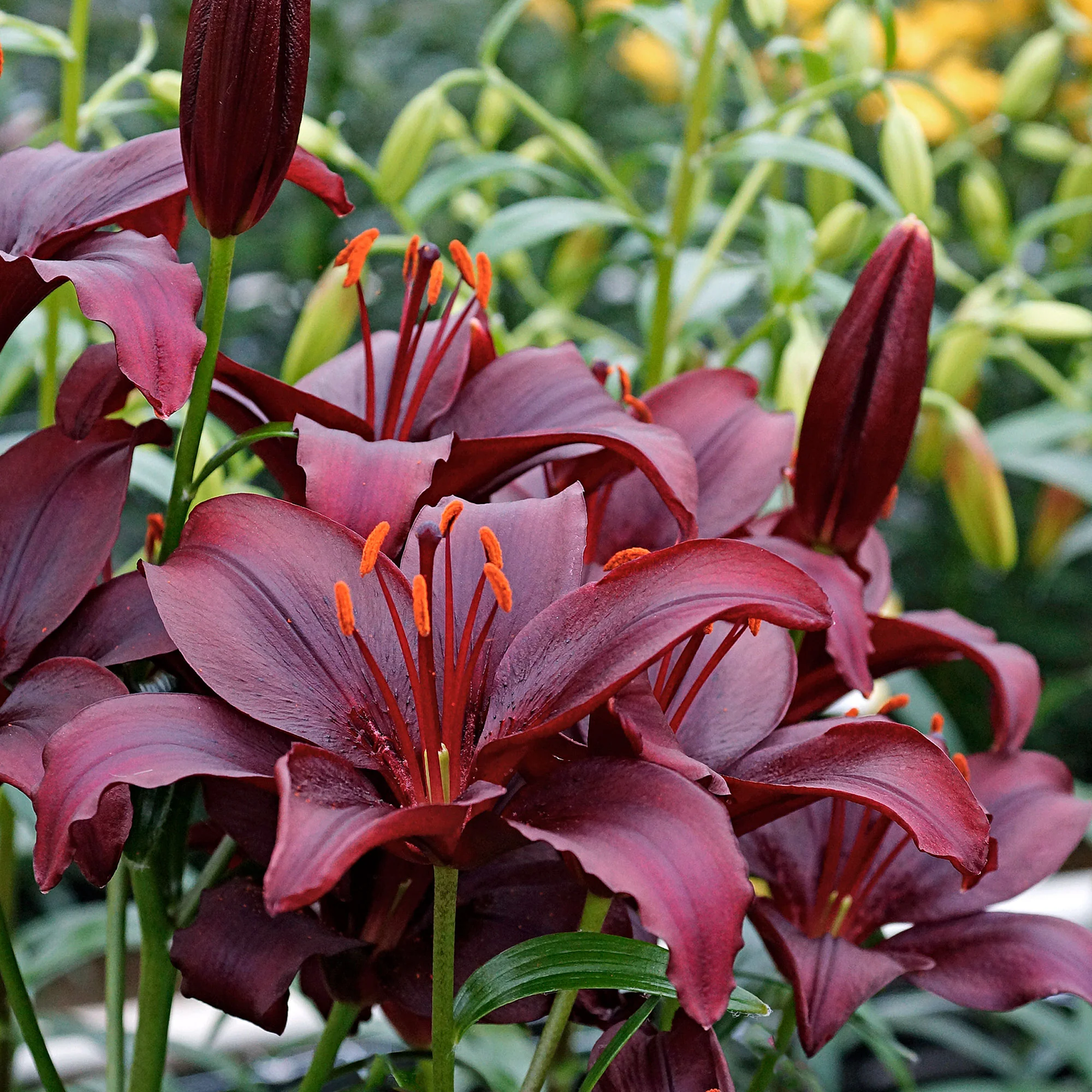 10x Lys  Lilium 'Mapira' violet - Image 2