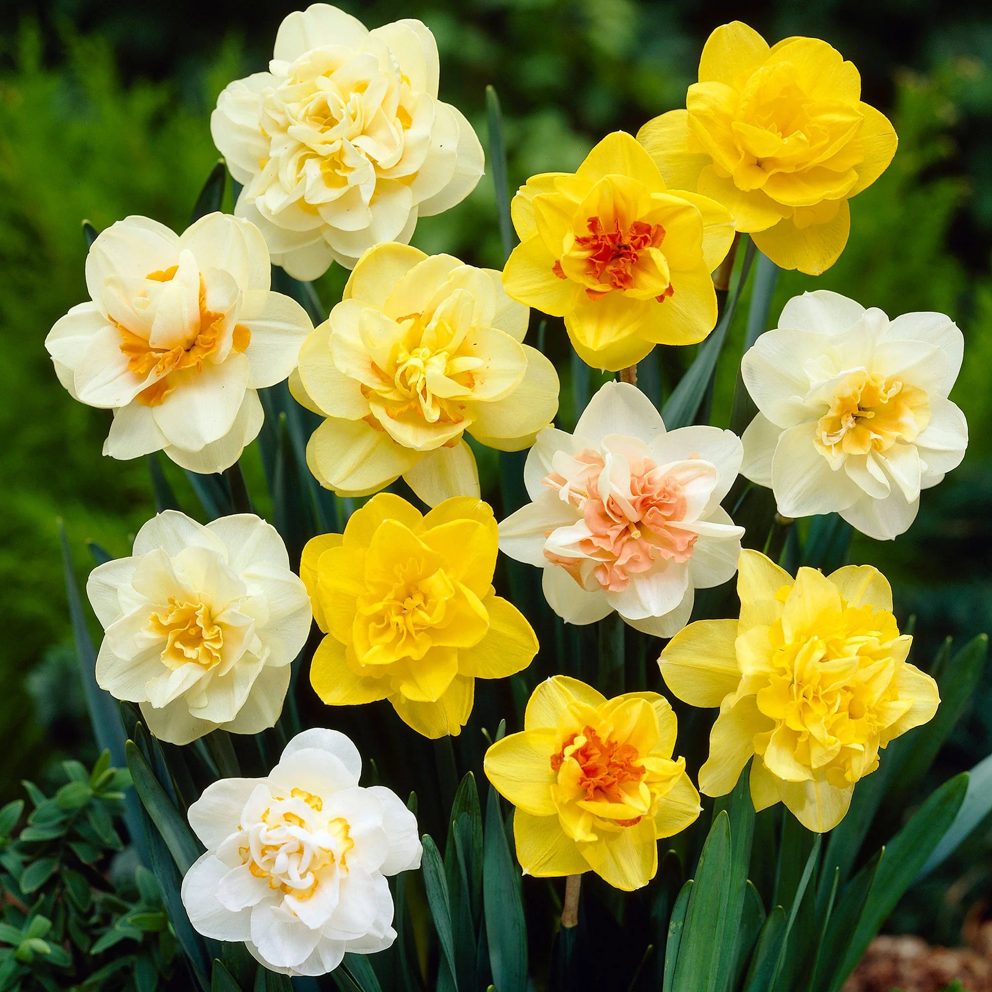 10x Narcisse Narcissus - Mélange 'Double Trouble' - Image 2