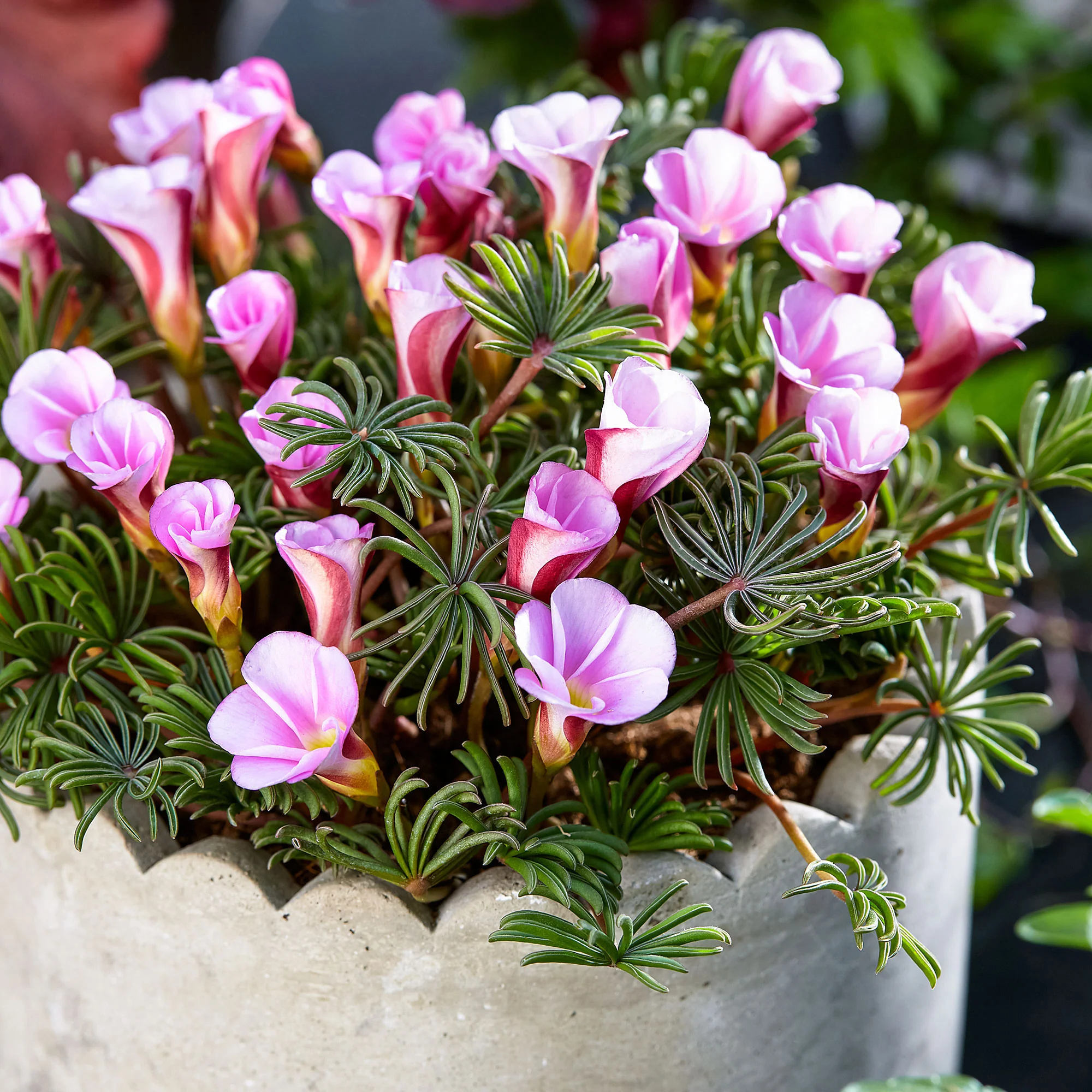 10x Oxalis Oxalis 'Autumn Pink' rose - Image 5