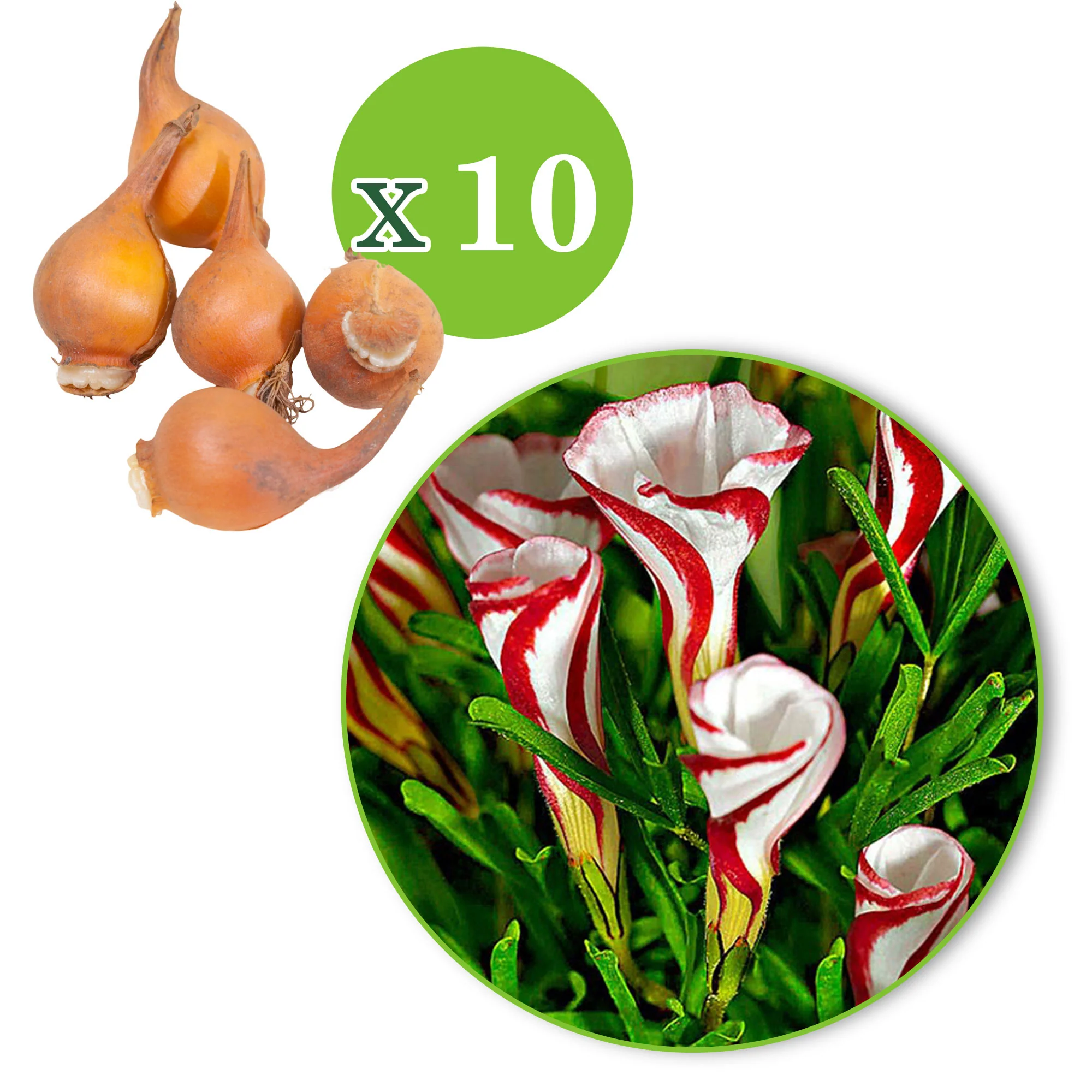 10x Oxalis Oxalis versicolor rouge-blanc - Image 7