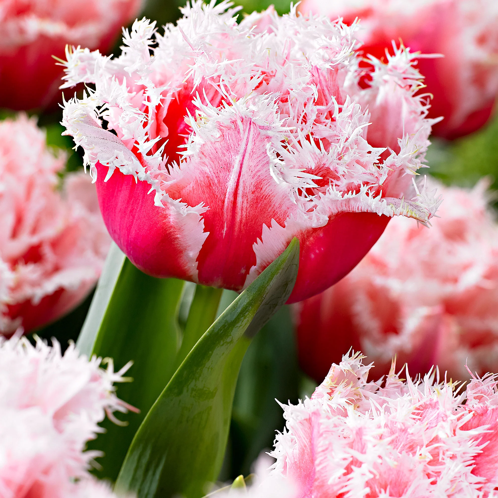 10x Tulipe frangée