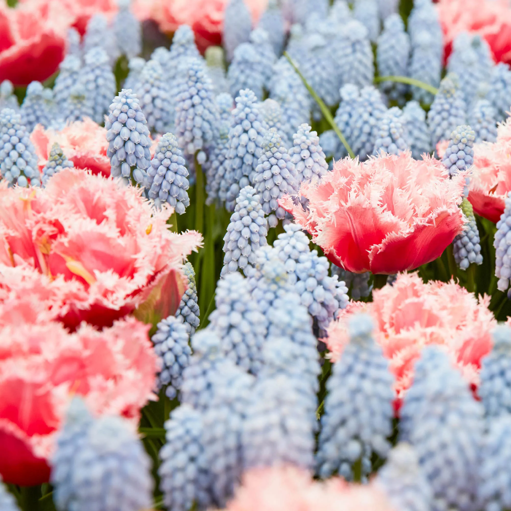 10x Tulipe frangée - Image 3