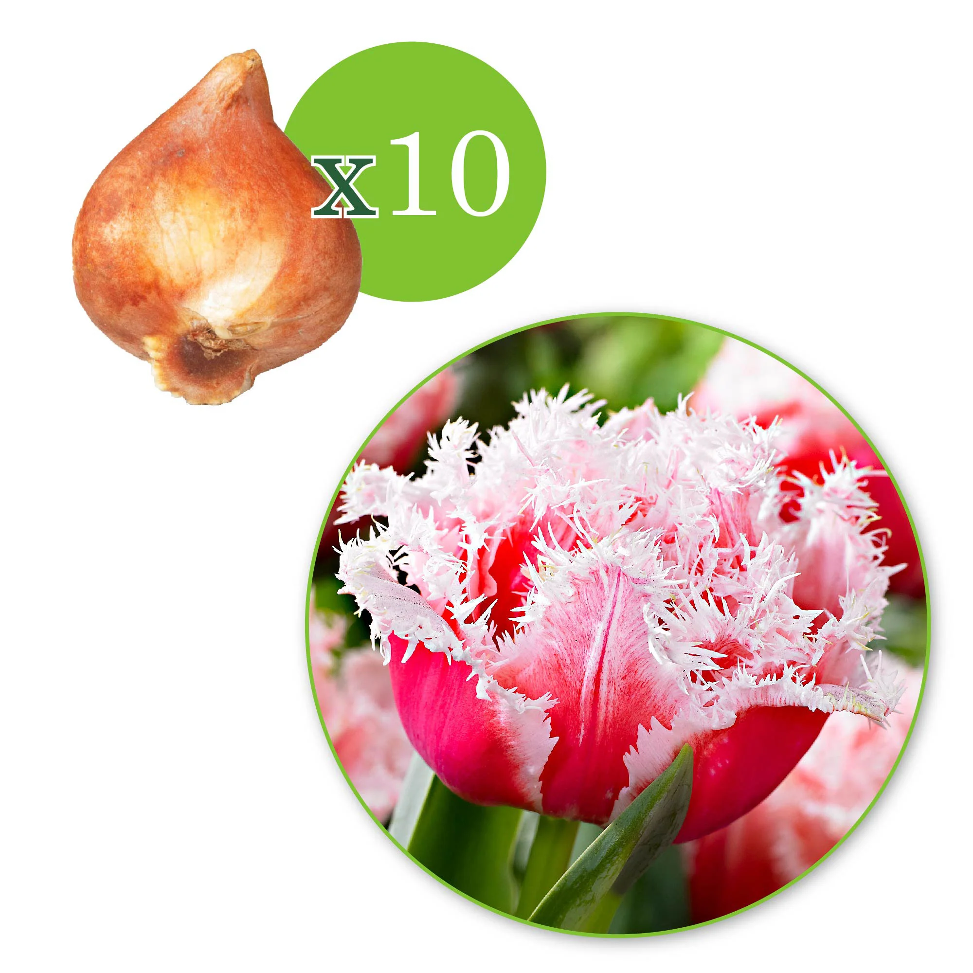 10x Tulipe frangée - Image 5