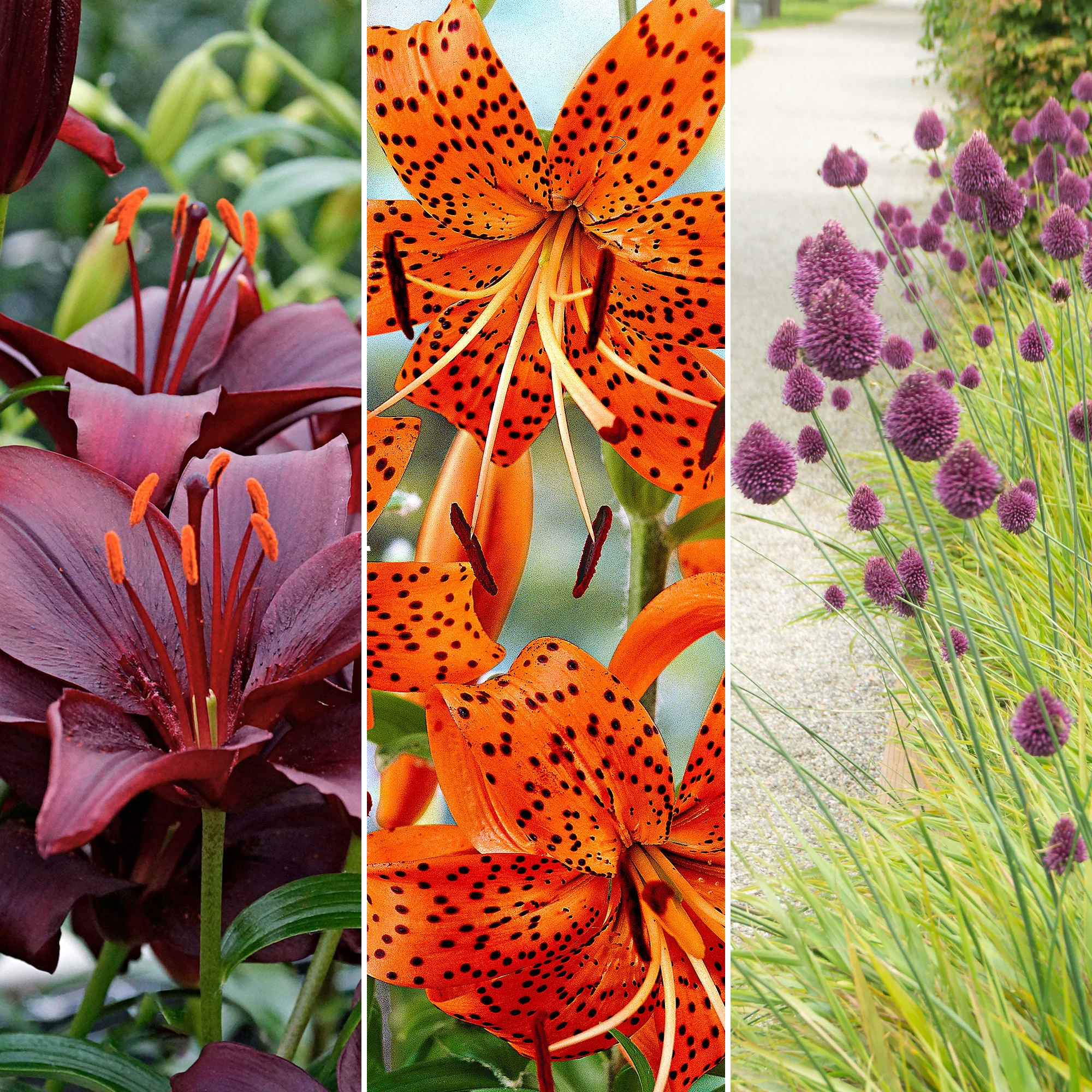 115x bulbes à fleurs à dissémination 'Incontournables sauvages' - Image 2