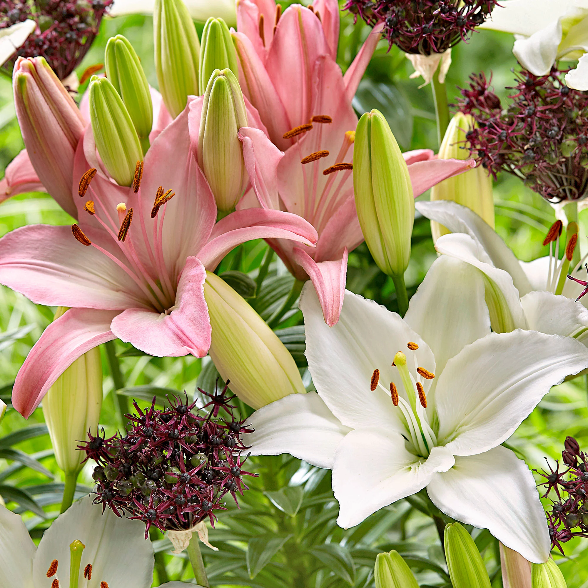 12x Mix de lys - Image 2
