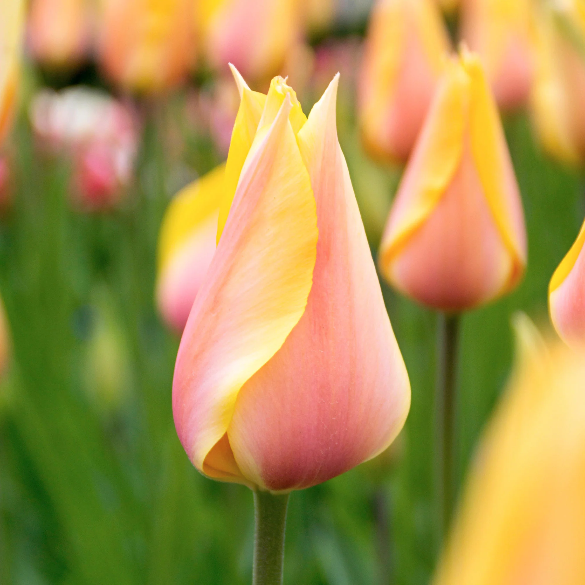 12x Tulipes  'Blushing Beauty' Jaune-Rose - Image 3