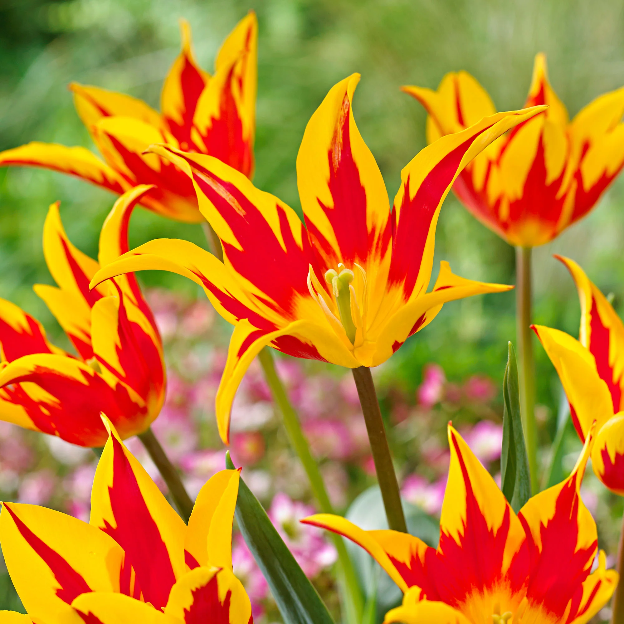 12x Tulipes Tulipa 'Fire Wings' rouge-jaune