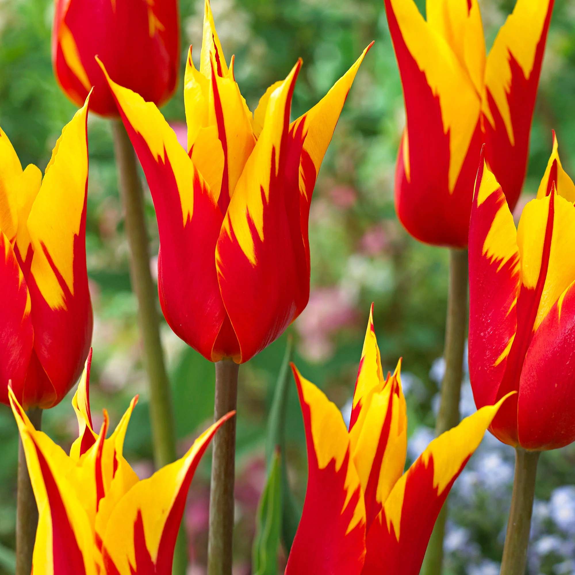 12x Tulipes Tulipa 'Fire Wings' rouge-jaune - Image 2