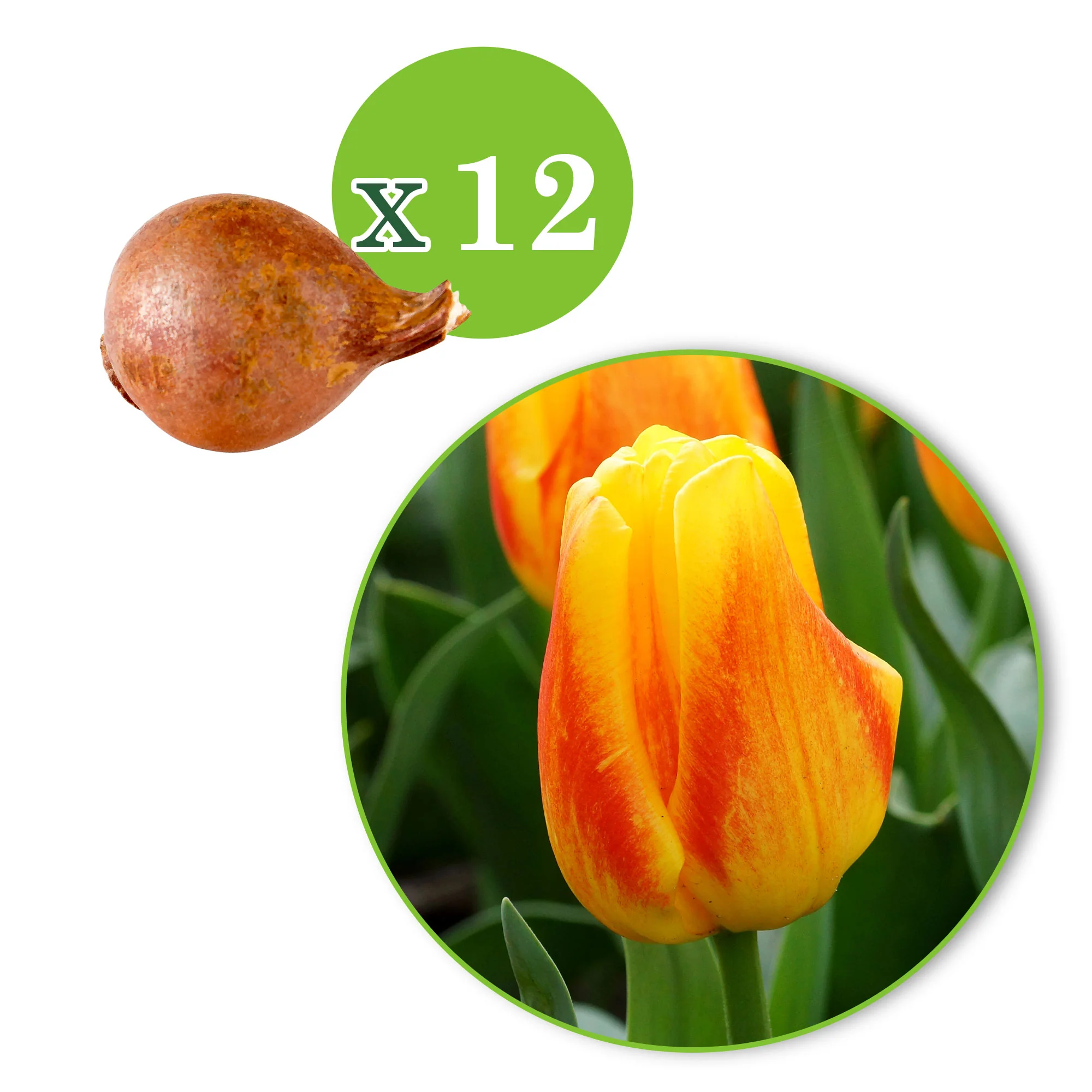 12x Tulipes Tulipa 'Ice Lolly' Jaune-Rouge - Image 4