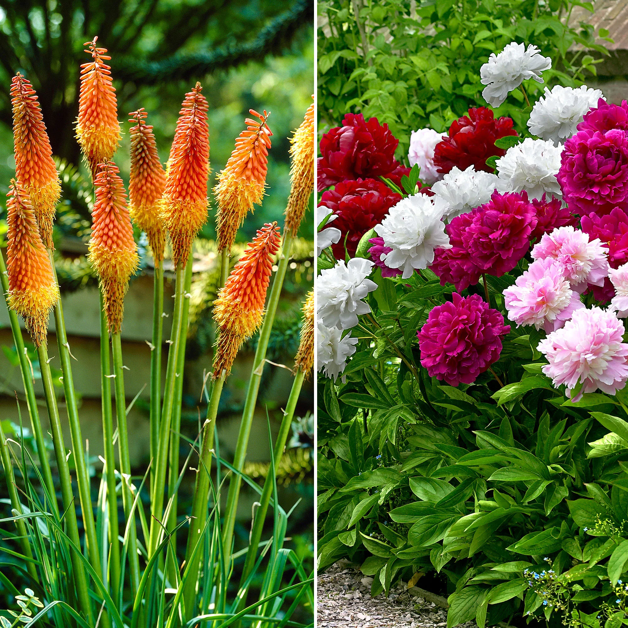 14x Pack de plantes vivaces 'Fleurs offrant 90 jours de floraison' - Résistant au froid