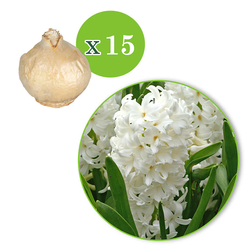 15 Jacinthe 'Canergie' Blanc - Image 4