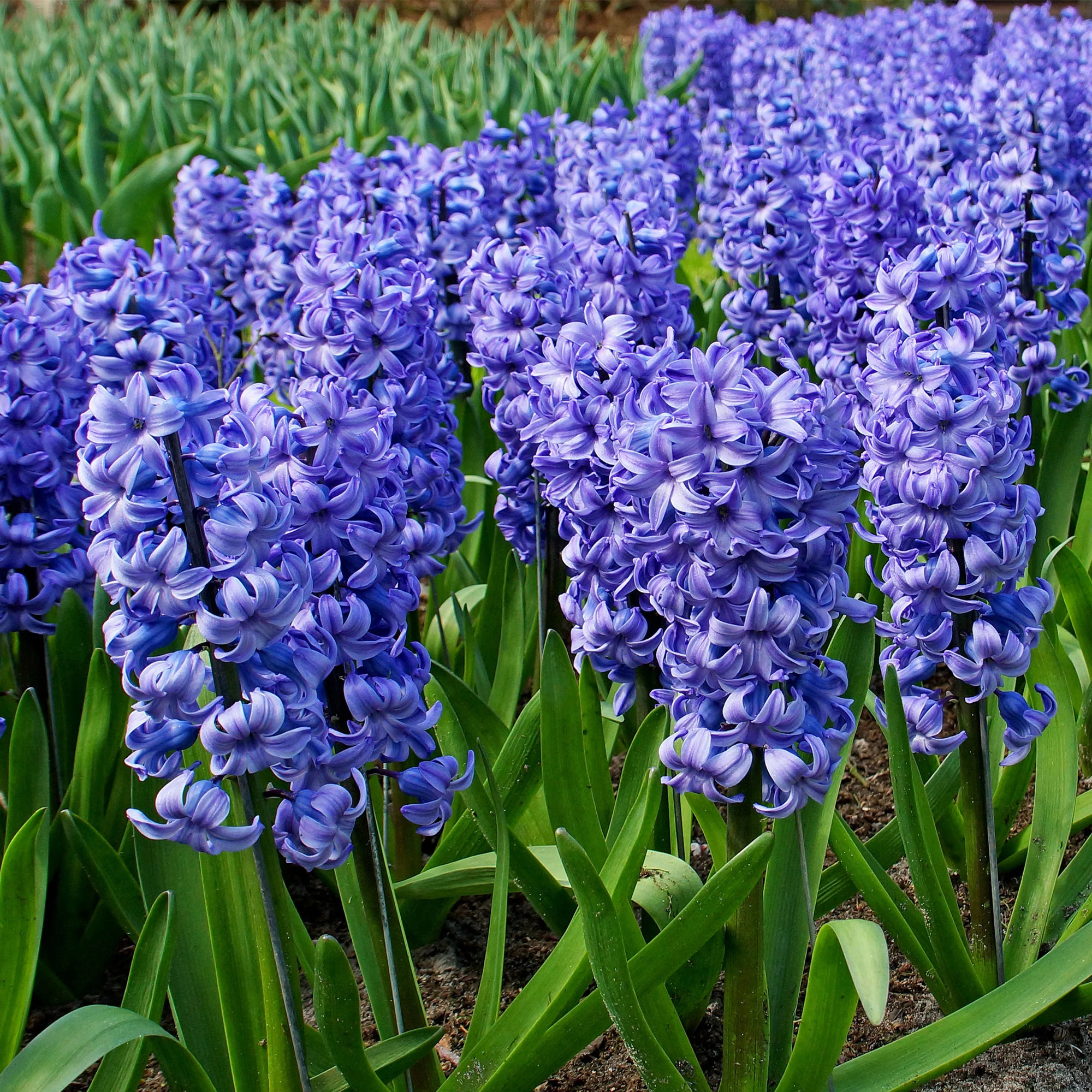 15 Jacinthe 'Delft Blue' Bleu - Image 2