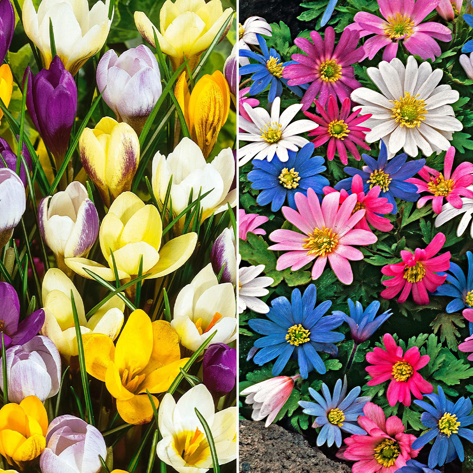 150x Anémone et Crocus- Mélange 'Spring Fever'