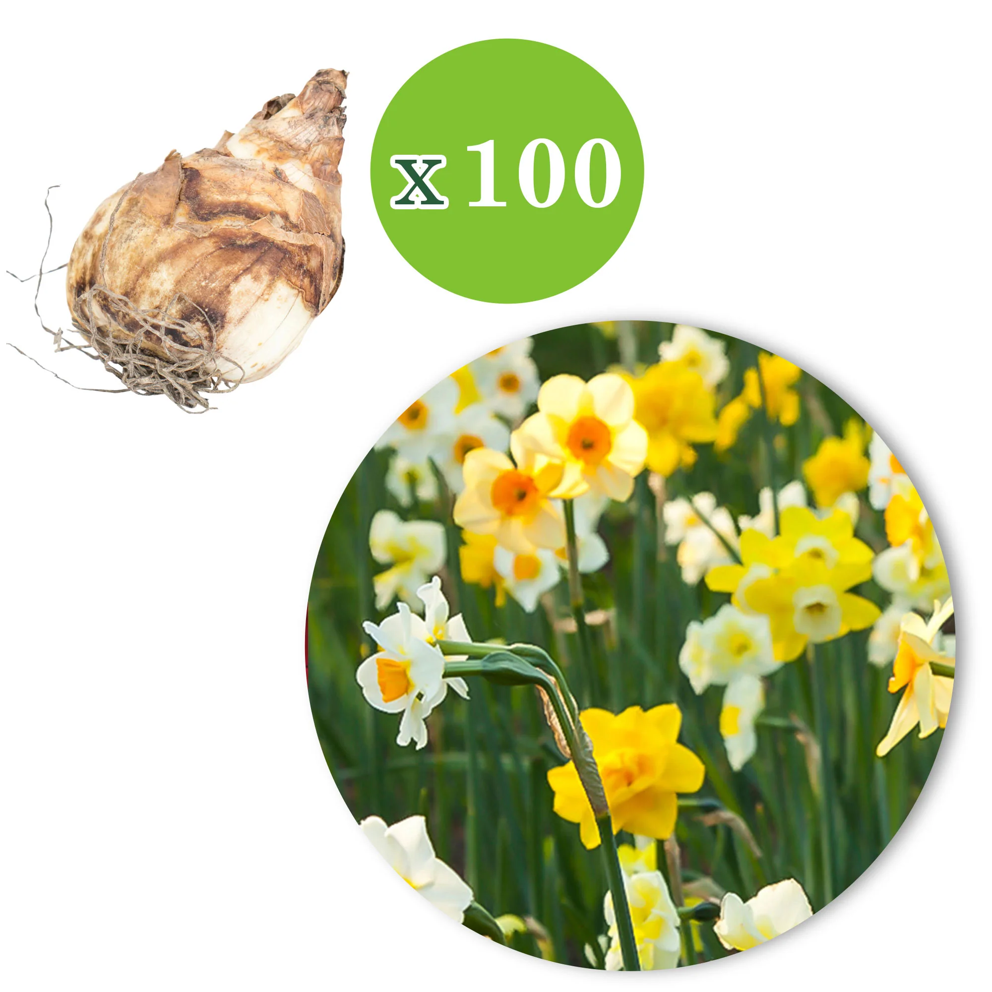 150x Narcisse et tulipe - Mélange 'Jardin de Printemps' - Image 2