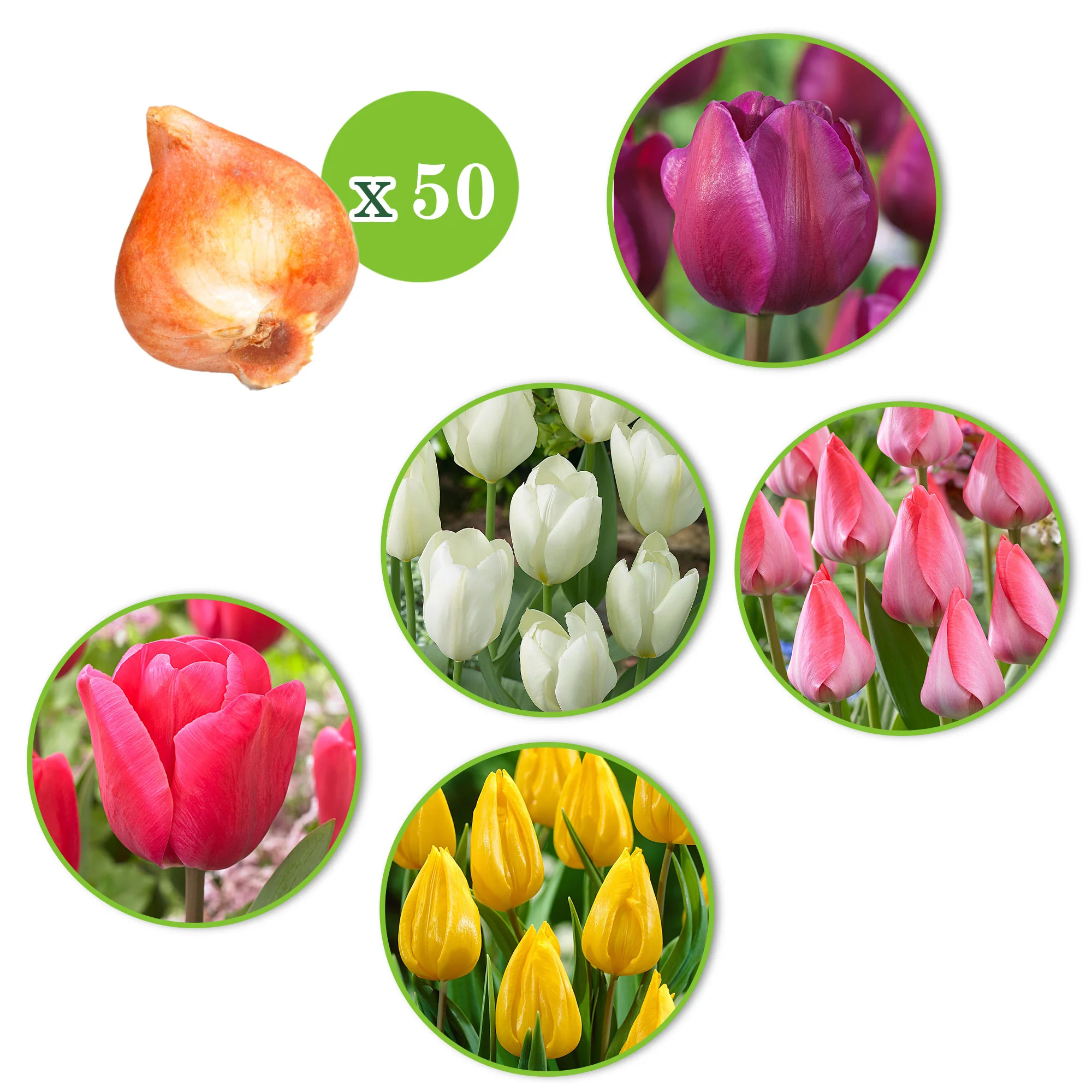 150x Narcisse et tulipe - Mélange 'Jardin de Printemps' - Image 3