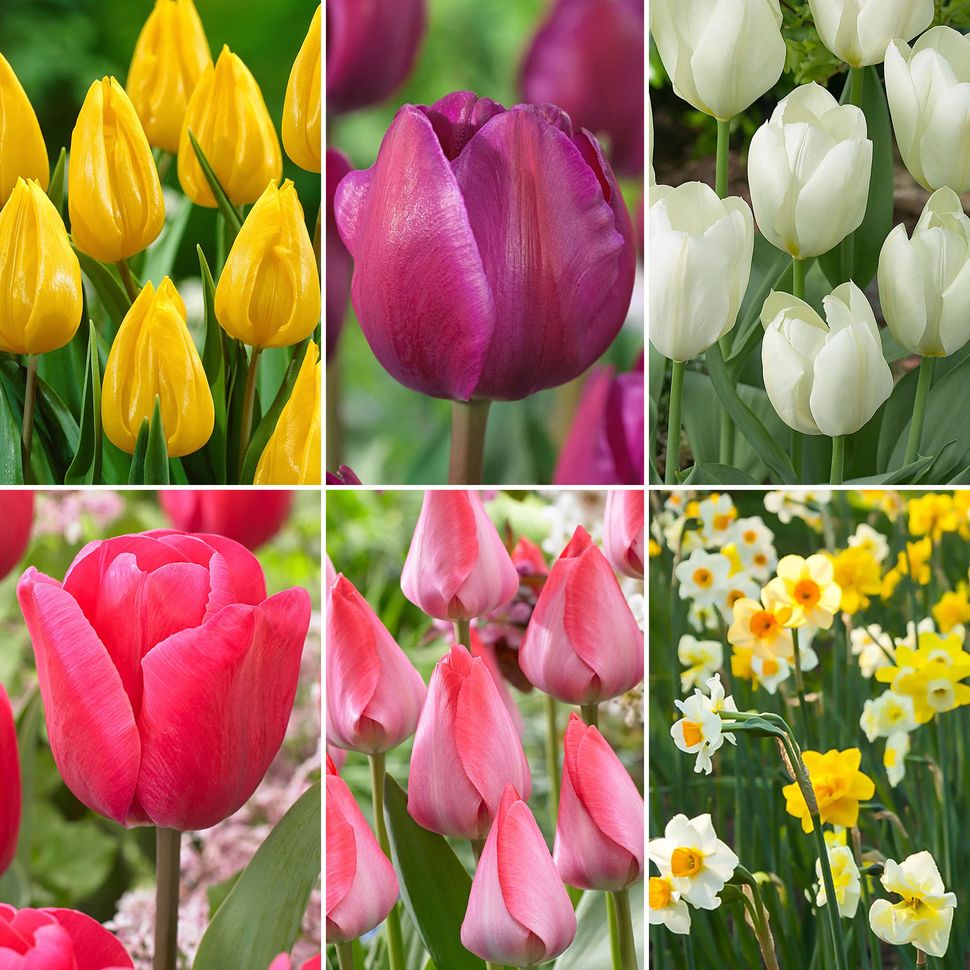 150x Narcisse et tulipe - Mélange 'Jardin de Printemps' - Image 5