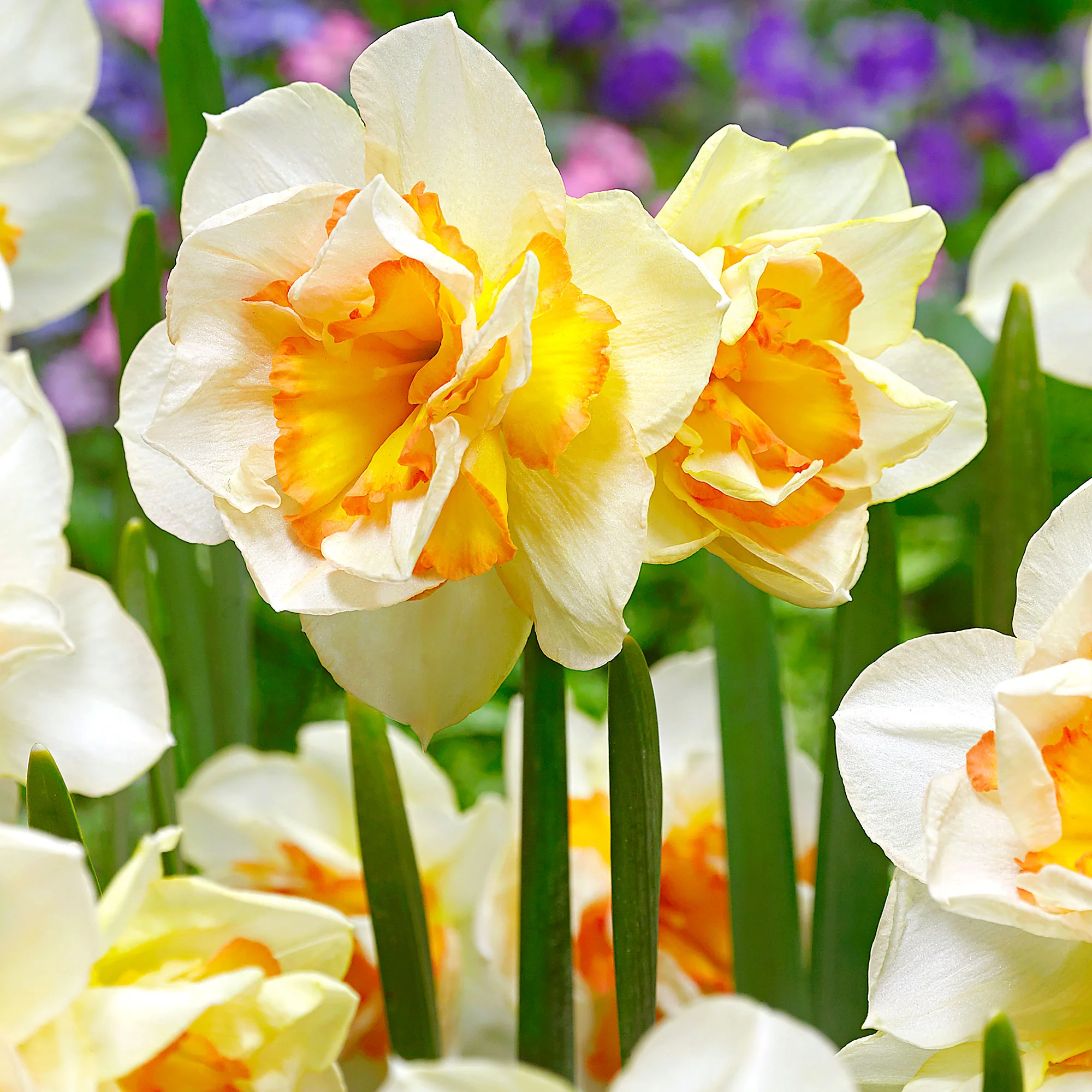 15x Grandes fleurs narcisses Narcissus 'Sweet Ocean' blanc-orangé - Image 2