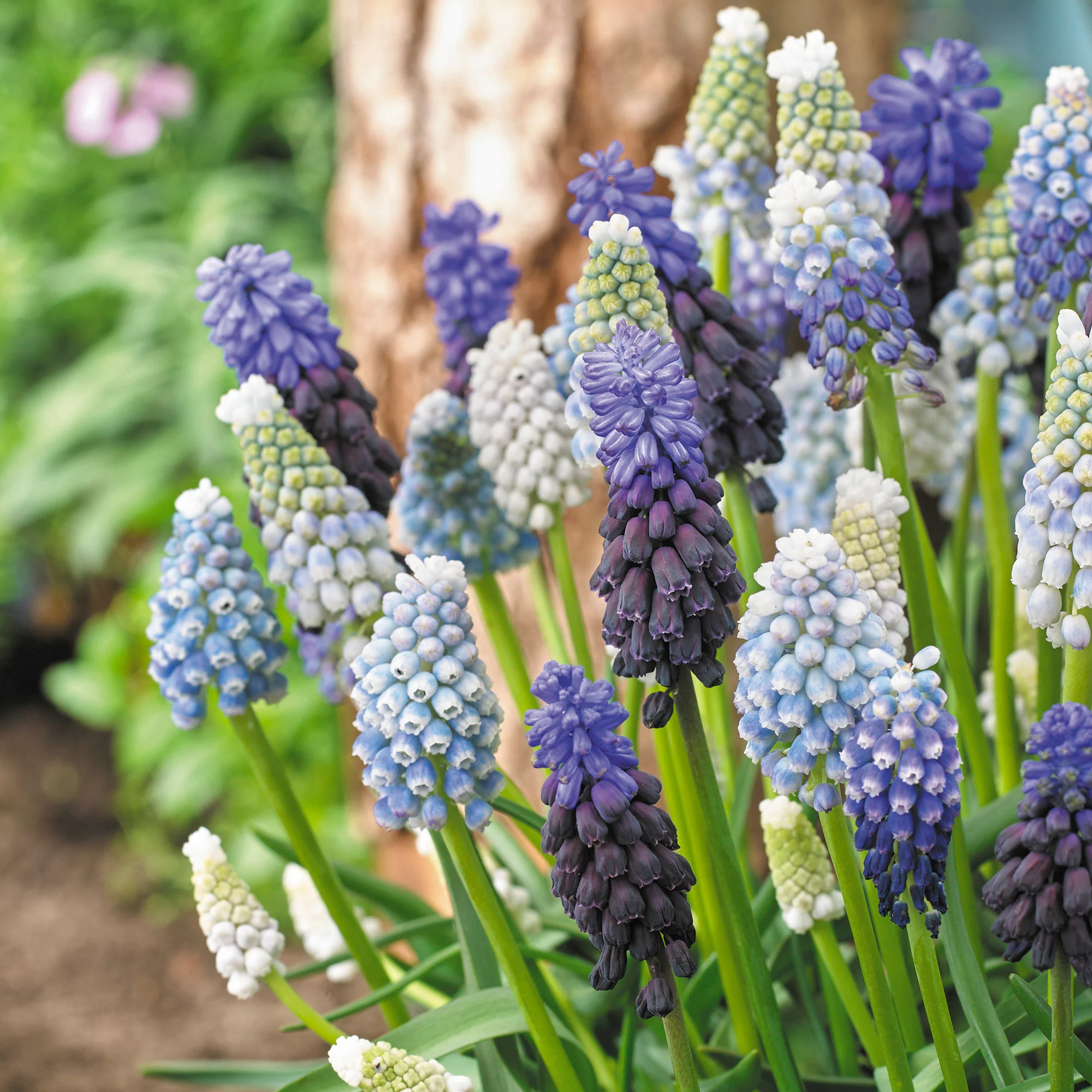 15x Muscaris - Mélange 'Blue And White'  - Bio