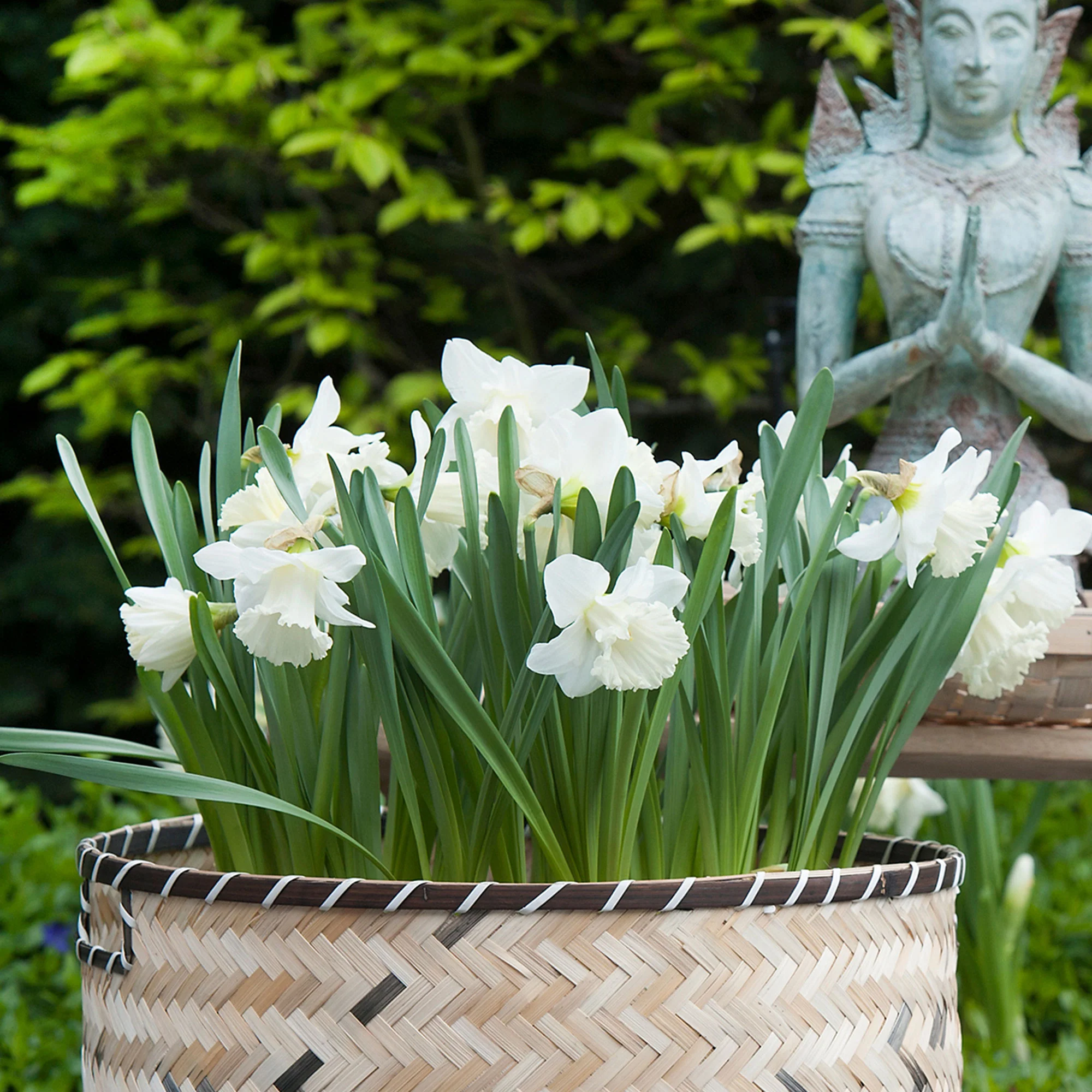 15x Narcisse Narcissus 'Mount Hood' blanc - Image 2