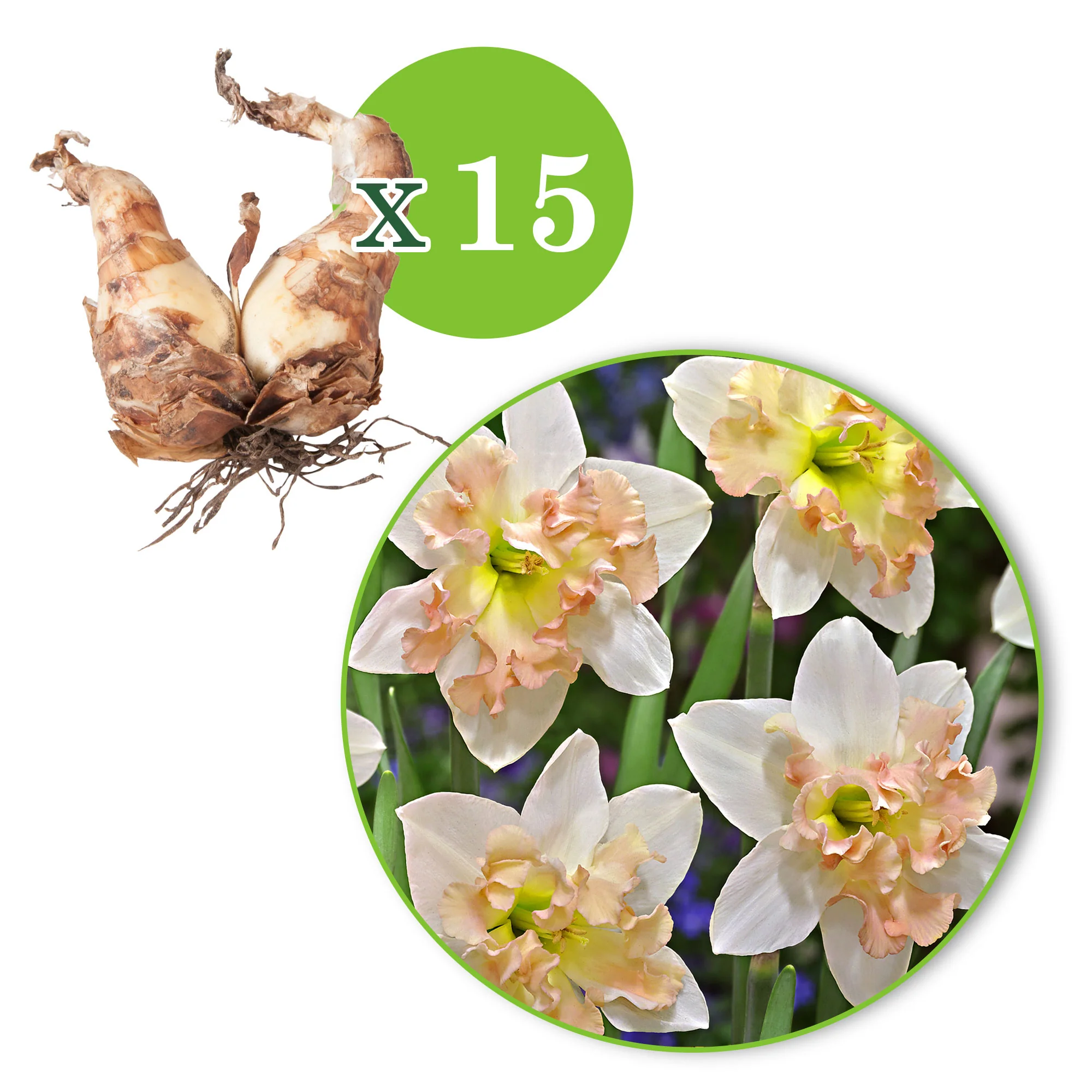 15x Narcisses Narcissus 'Palmares' blanc-rose - Image 3