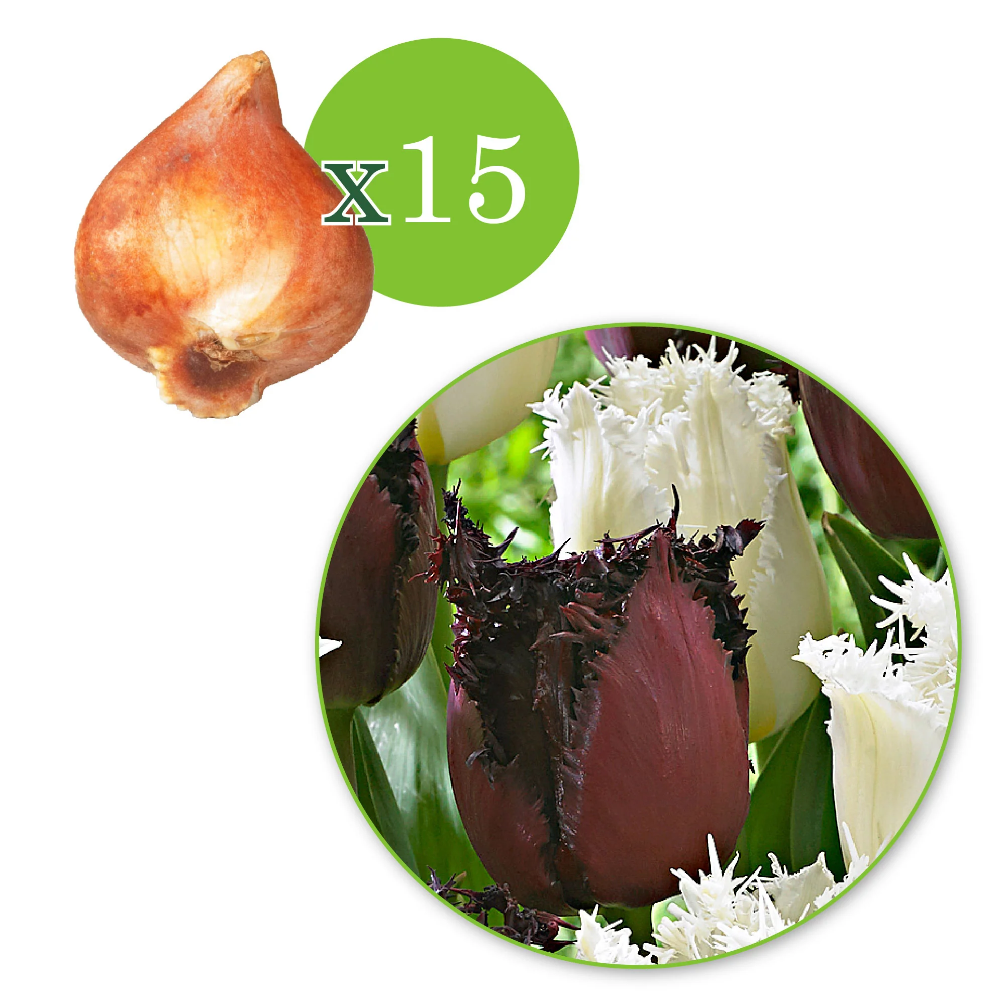 15x Tulipe frangée - Image 3