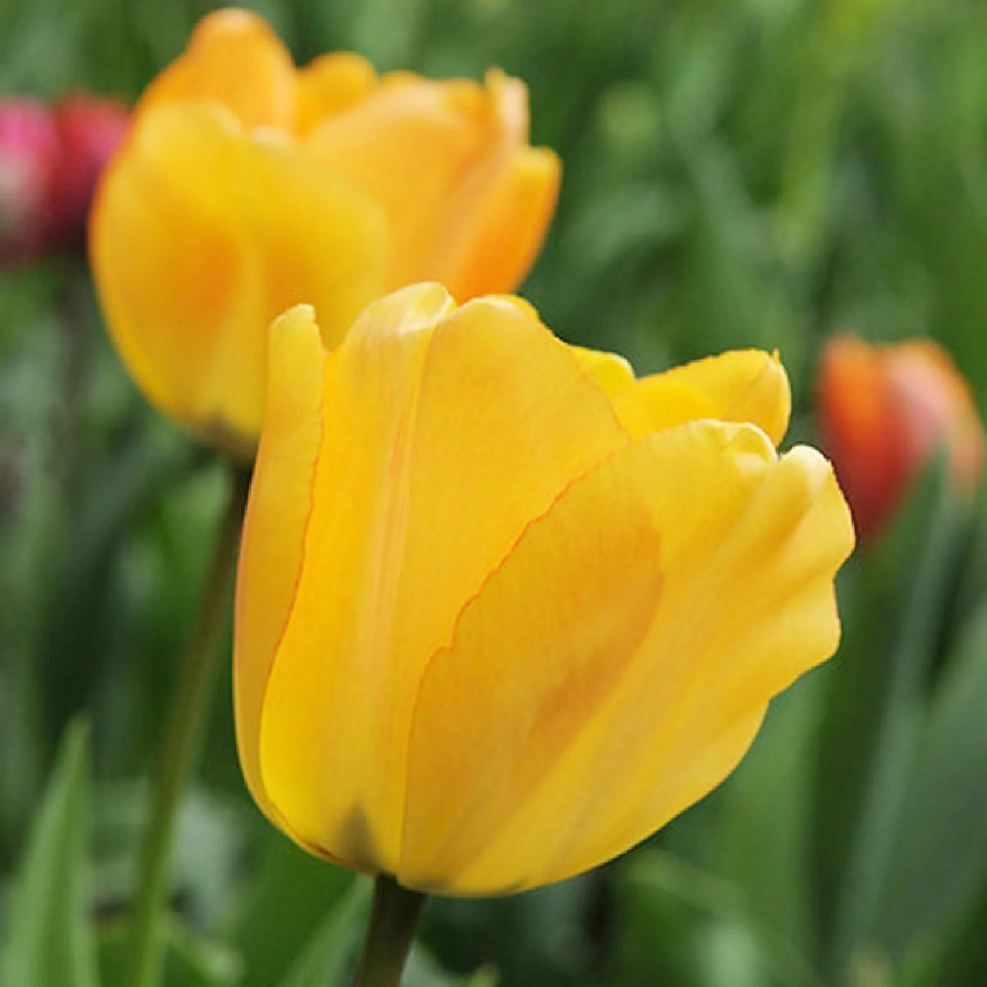 15x Tulipes - Image 2