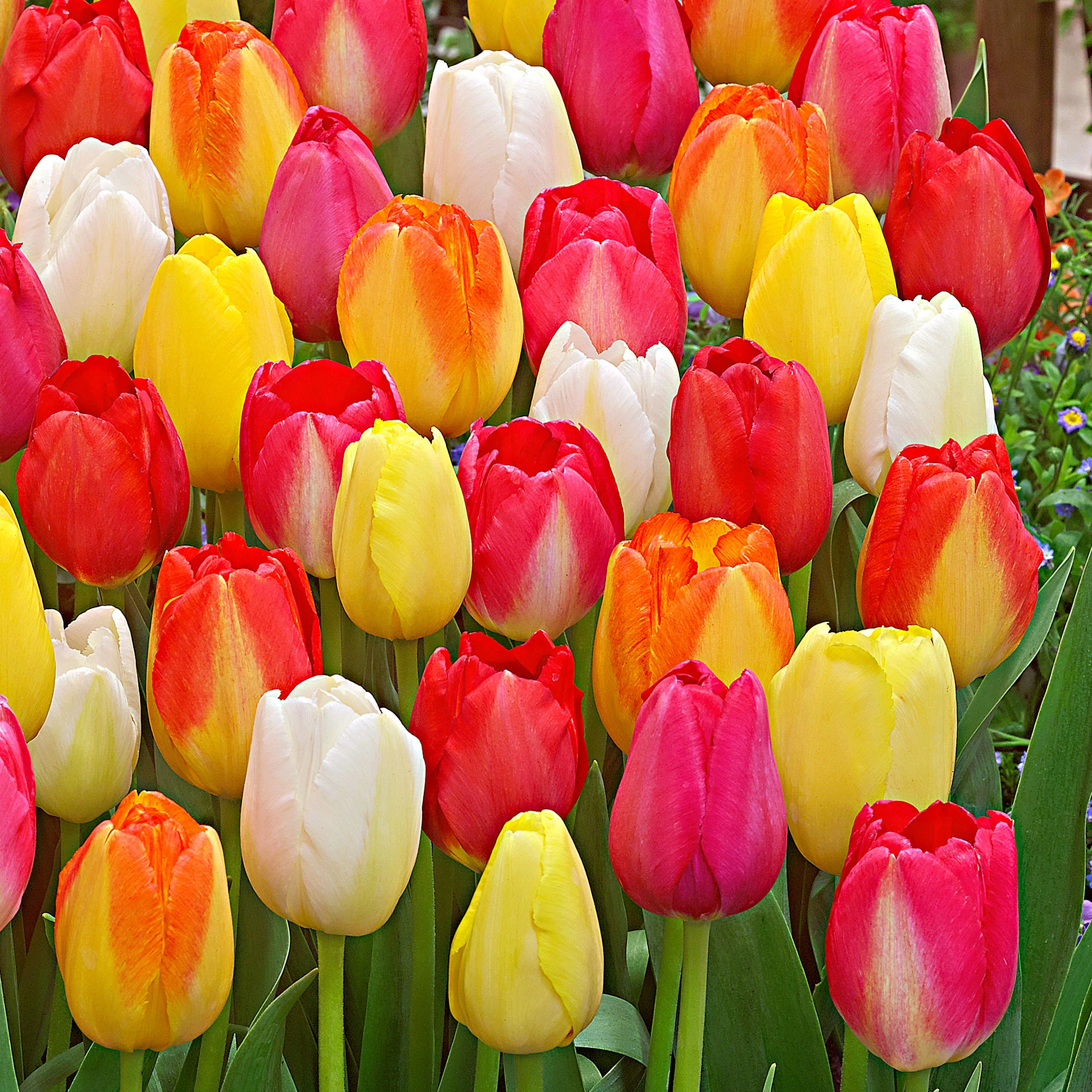 15x Tulipes - mélange - Image 2