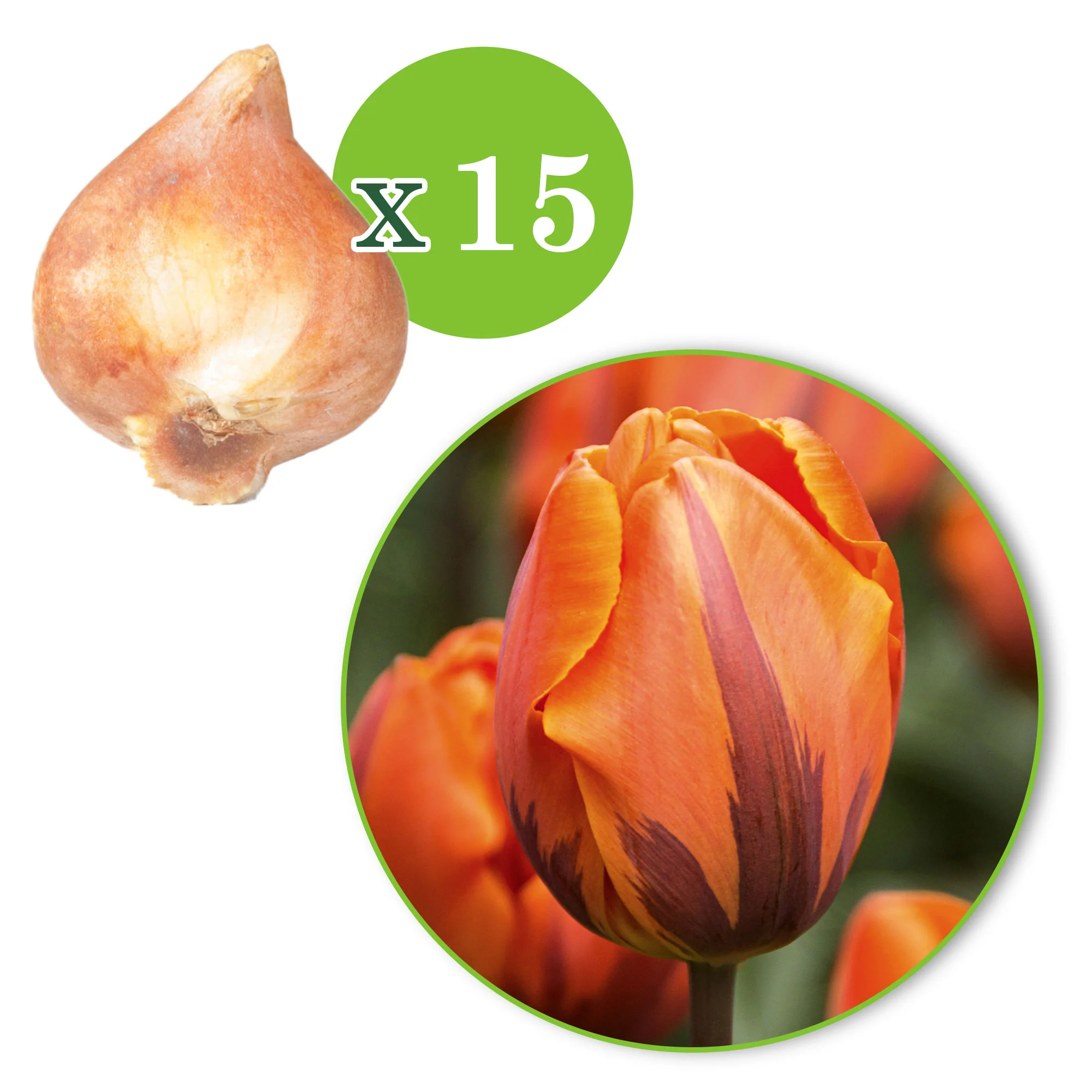15x Tulipes Triomphe - Image 4