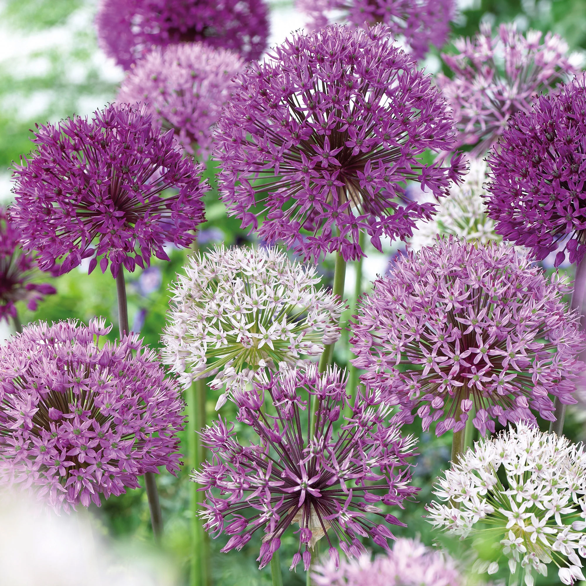 16x Ail d'ornement Allium 'The Purple Box' violet - Image 2