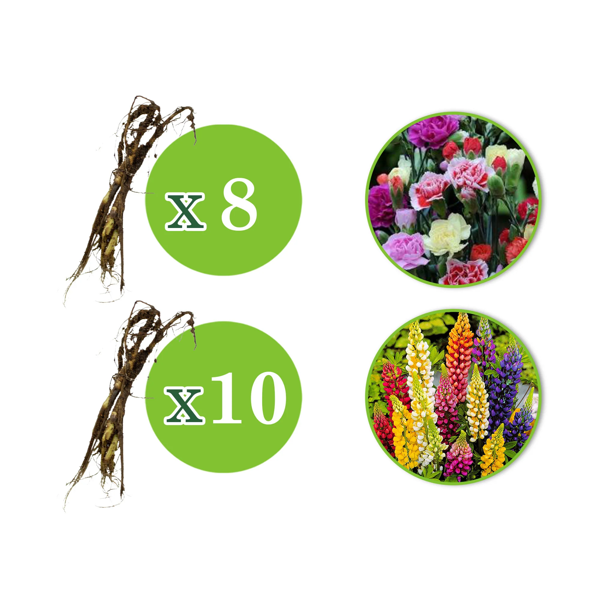 18x Pack de plantes vivaces 'Jardin estival spectaculaire' - Résistant au froid - Image 3