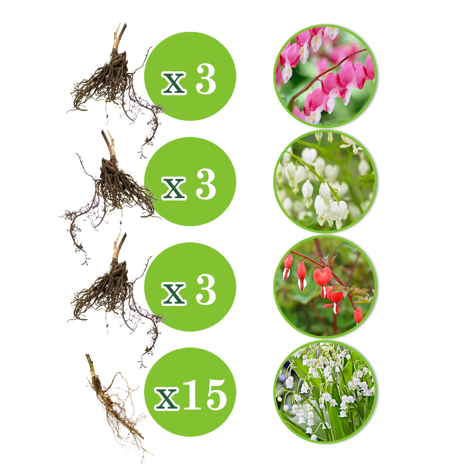 18x Pack de plantes vivaces 'Ombre gracieuse' - Résistant au froid - Image 3