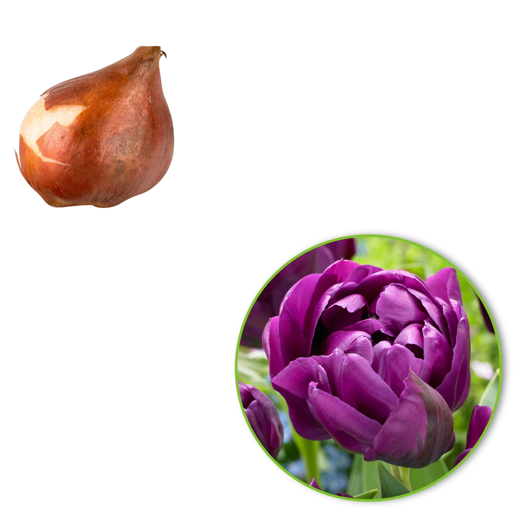 18x Tulipes Tulipa 'Negrita Double' violet - Image 2