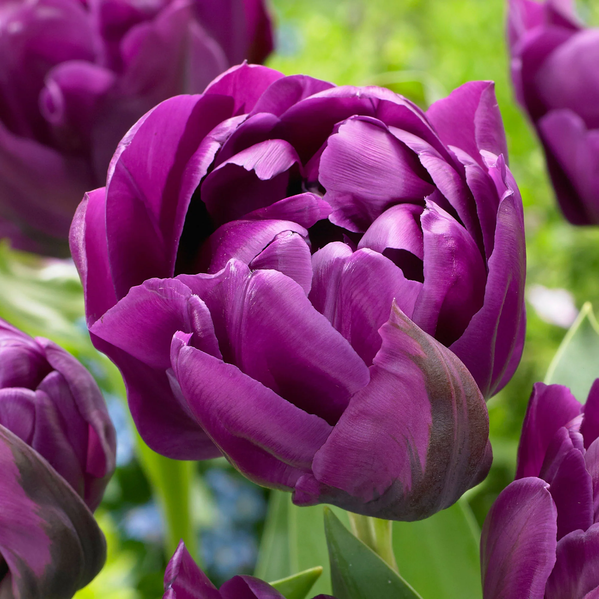 18x Tulipes Tulipa 'Negrita Double' violet - Image 3