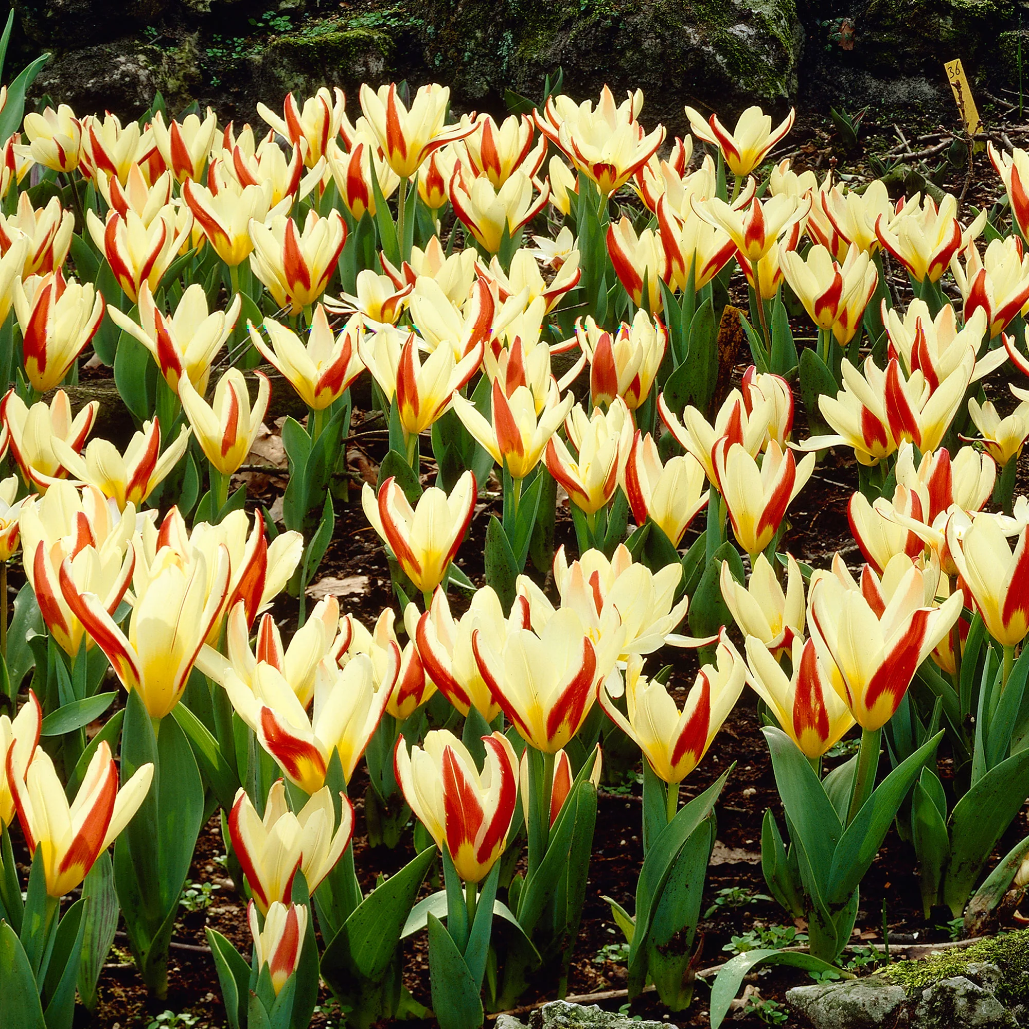 18x Tulipes Tulipa 'The First' rouge - Image 2