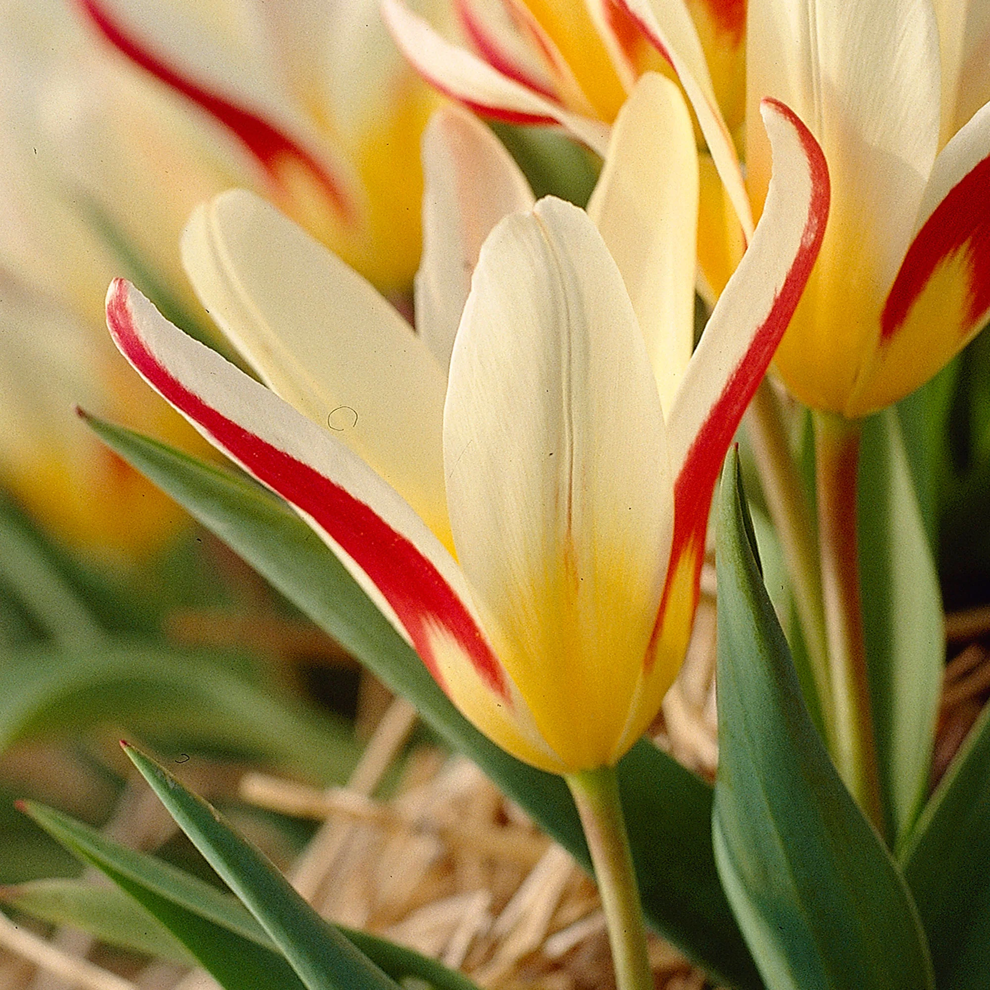 18x Tulipes Tulipa 'The First' rouge - Image 3