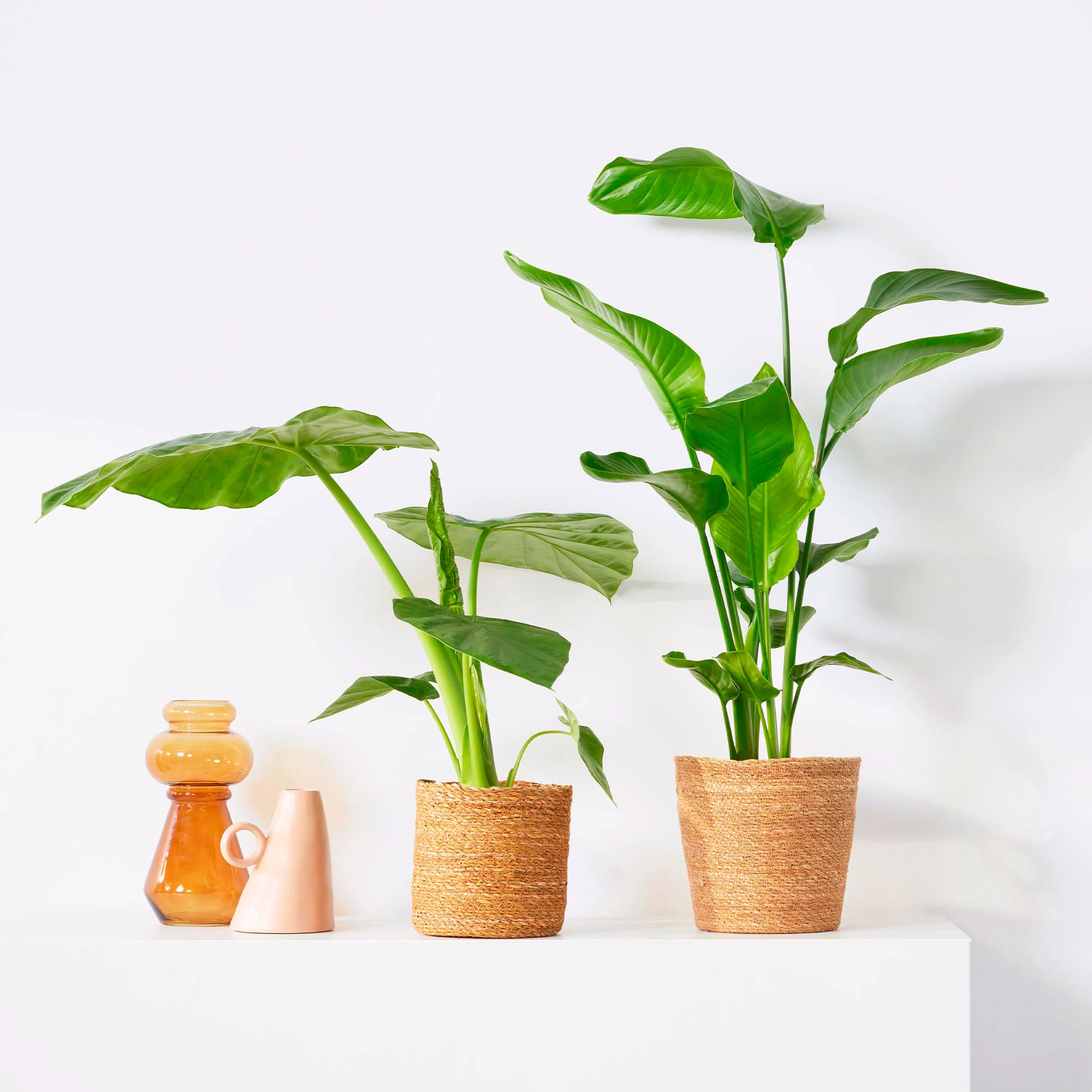 1x Alocasia macrorrhiza + 1x Strelitzia 'nicolai' incl. paniers bruns