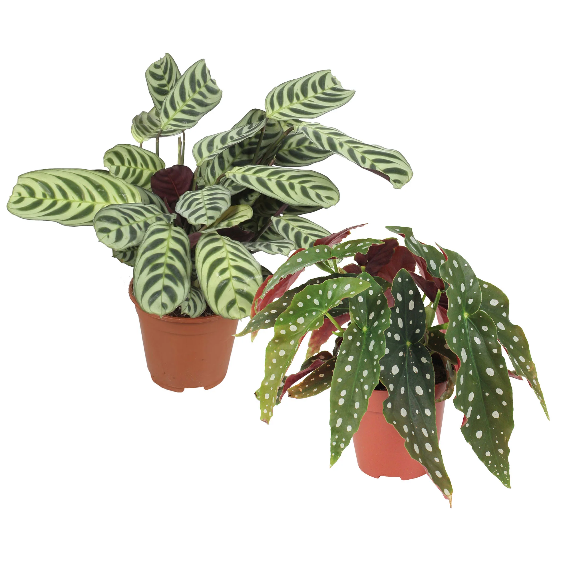1x Begonia maculata + 1x Ctenanthe burle marxii - Image 4