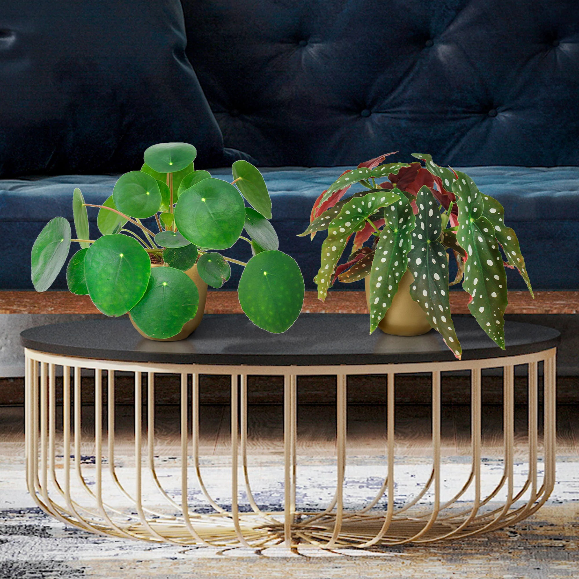 1x Begonia maculata + 1x Plante à monnaie chinoise Pilea peperomioides - Image 2